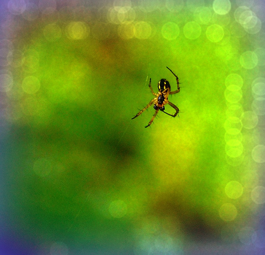 Nikon D5000 sample photo. Fcs photography