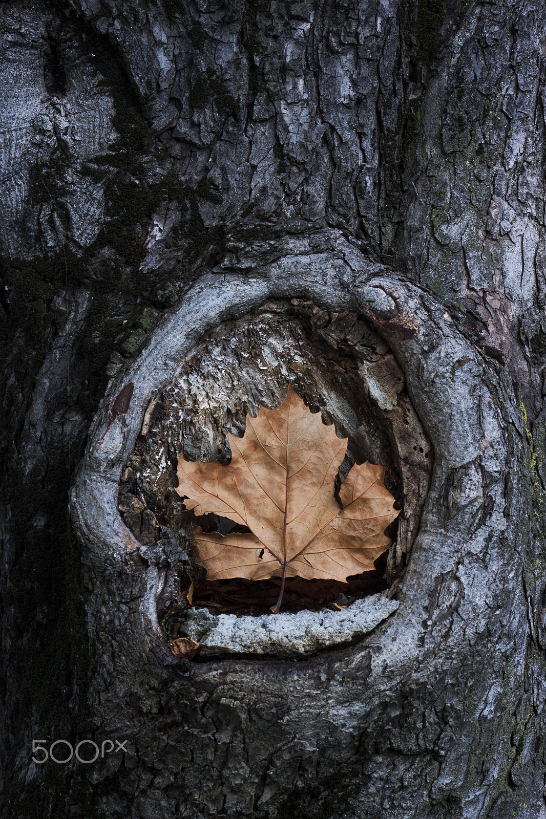 Canon EOS 50D + Canon EF 75-300mm f/4-5.6 USM sample photo. A tree's heart photography