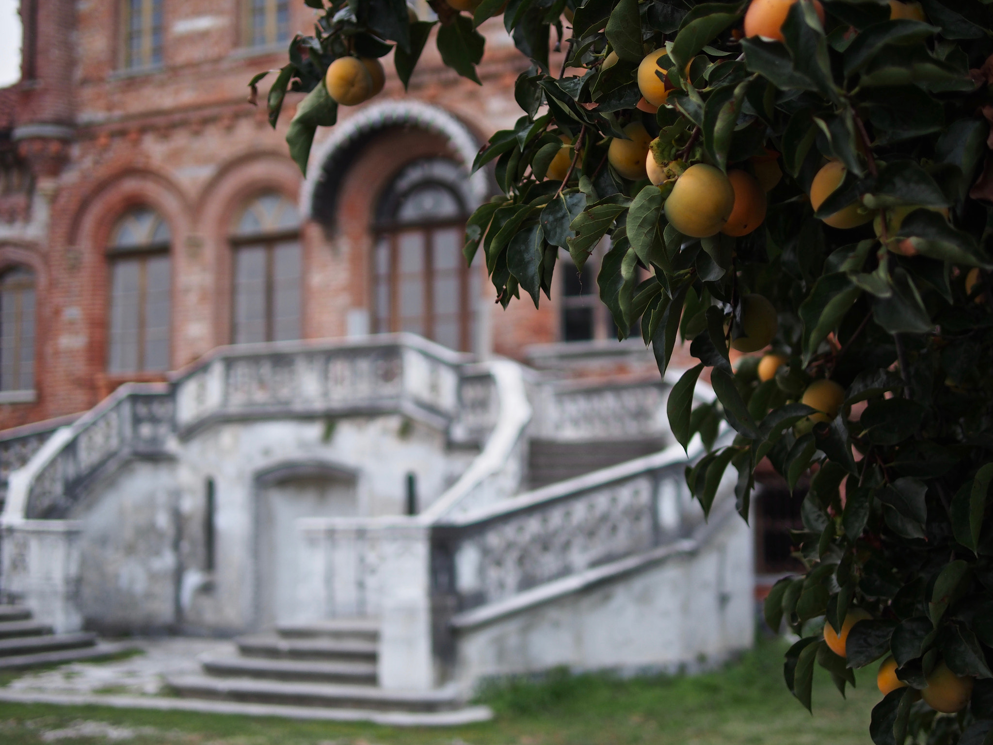Olympus OM-D E-M5 + Panasonic Leica DG Summilux 25mm F1.4 II ASPH sample photo. Persimmon fruits photography