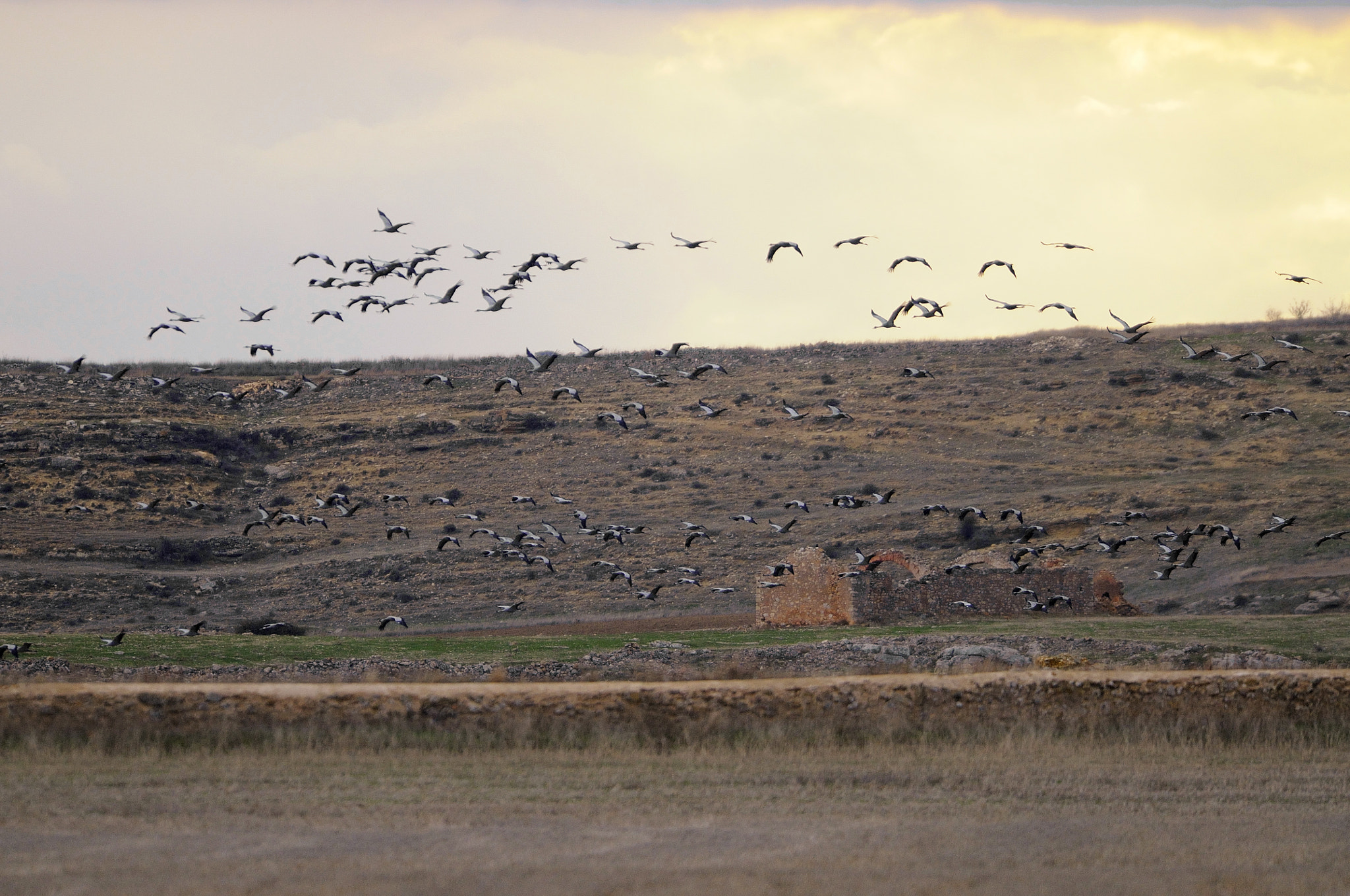 Nikon D300 sample photo. Grullas volando sobre la ermita de santiago photography