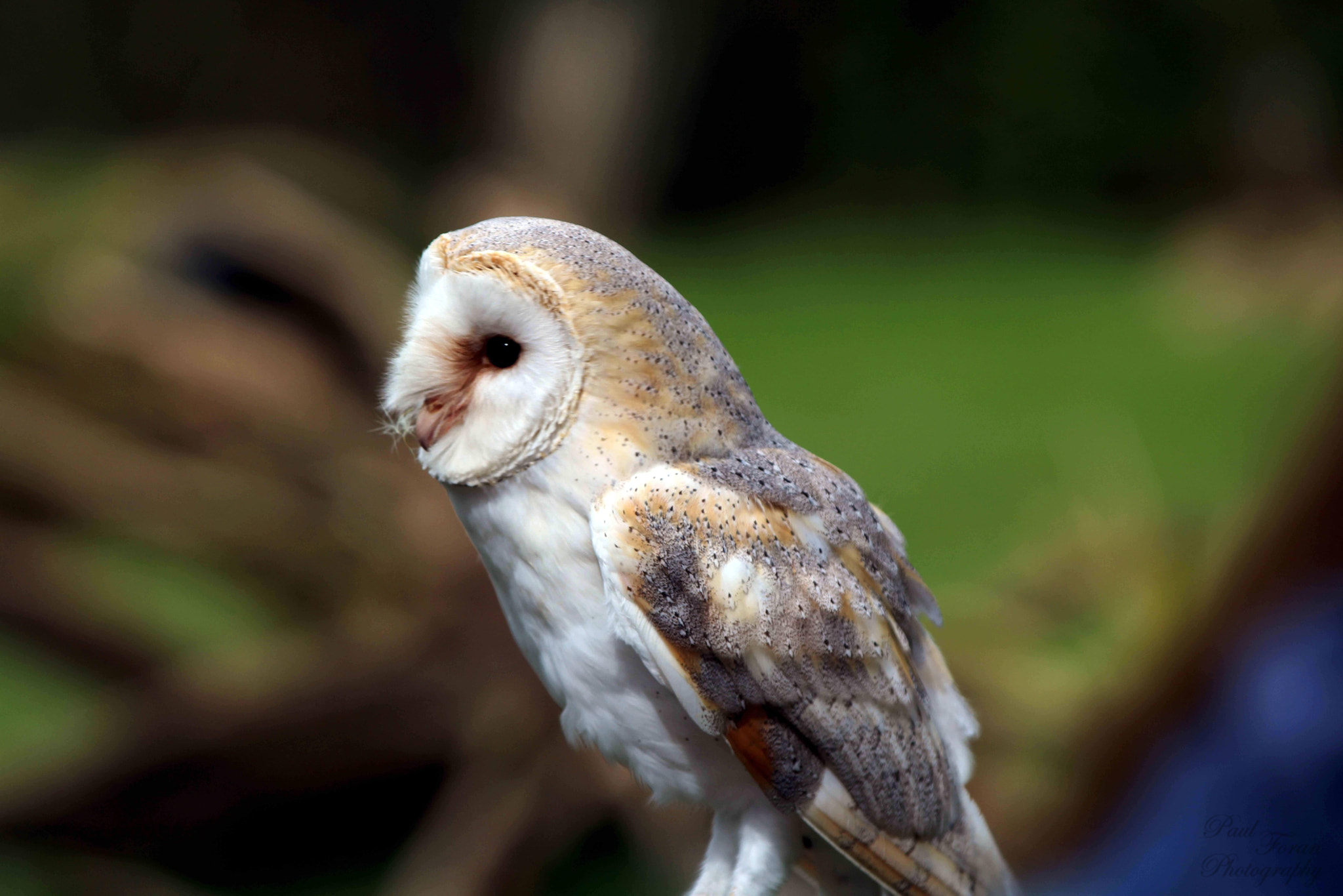Canon EF 70-200mm F2.8L IS II USM sample photo. Owl iii photography