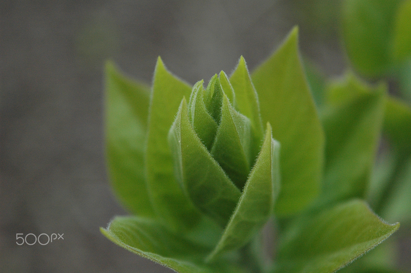 Nikon D70 sample photo. Flower of young leaf's photography