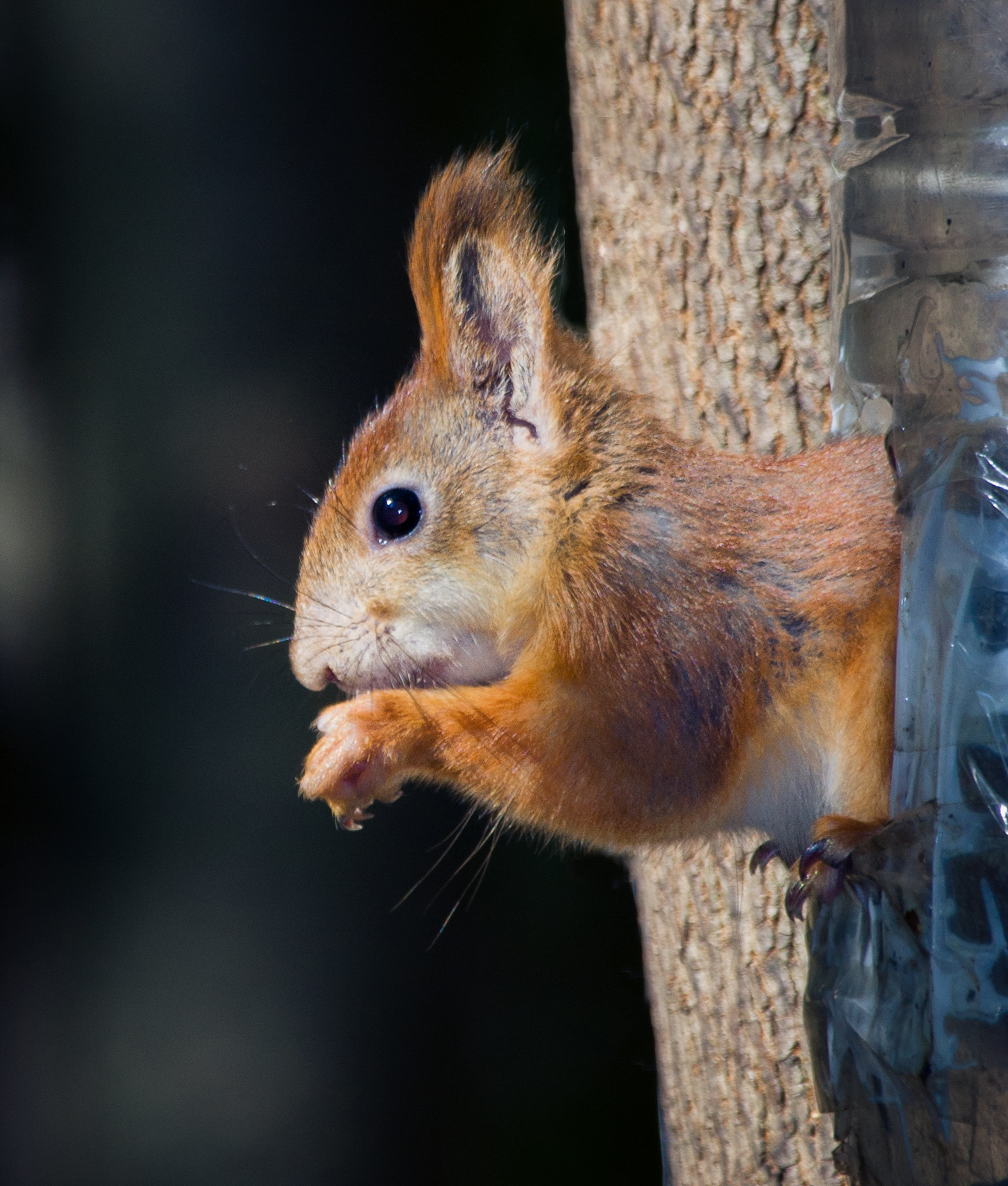 Sony 70-300mm F4.5-5.6 G SSM sample photo. Squirrel 2 photography