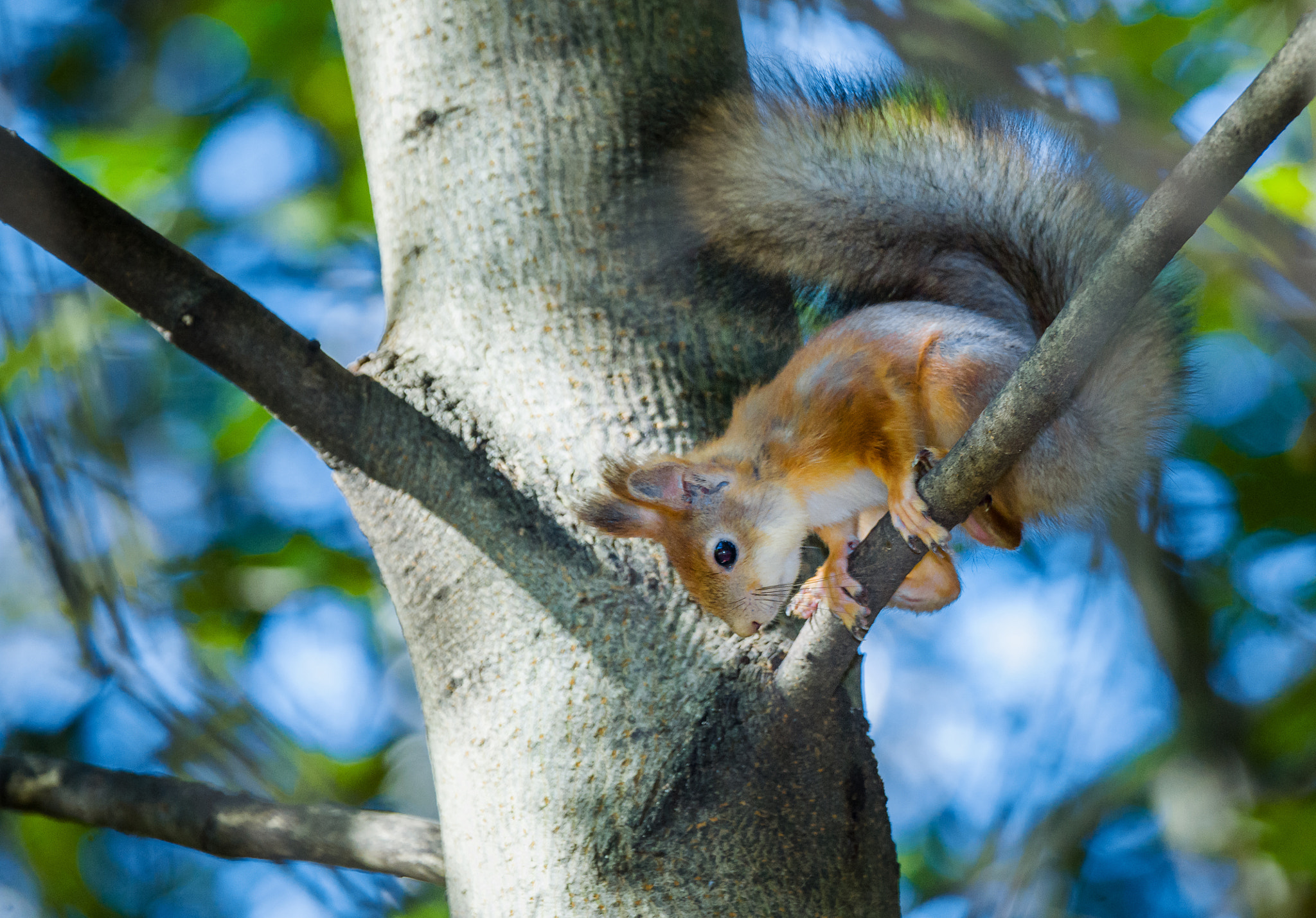 Sony 70-300mm F4.5-5.6 G SSM sample photo. Squirrel 3 photography