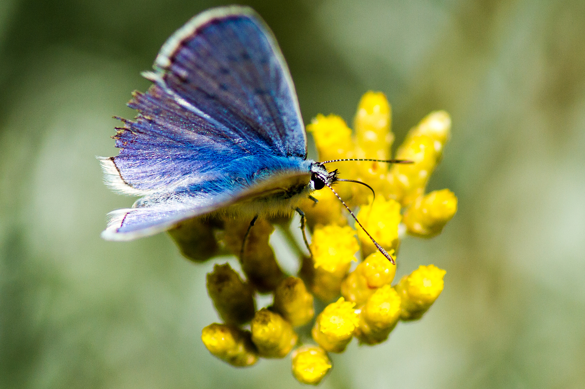 Canon EOS 7D + Tamron SP AF 90mm F2.8 Di Macro sample photo. Frankrijk zomer photography