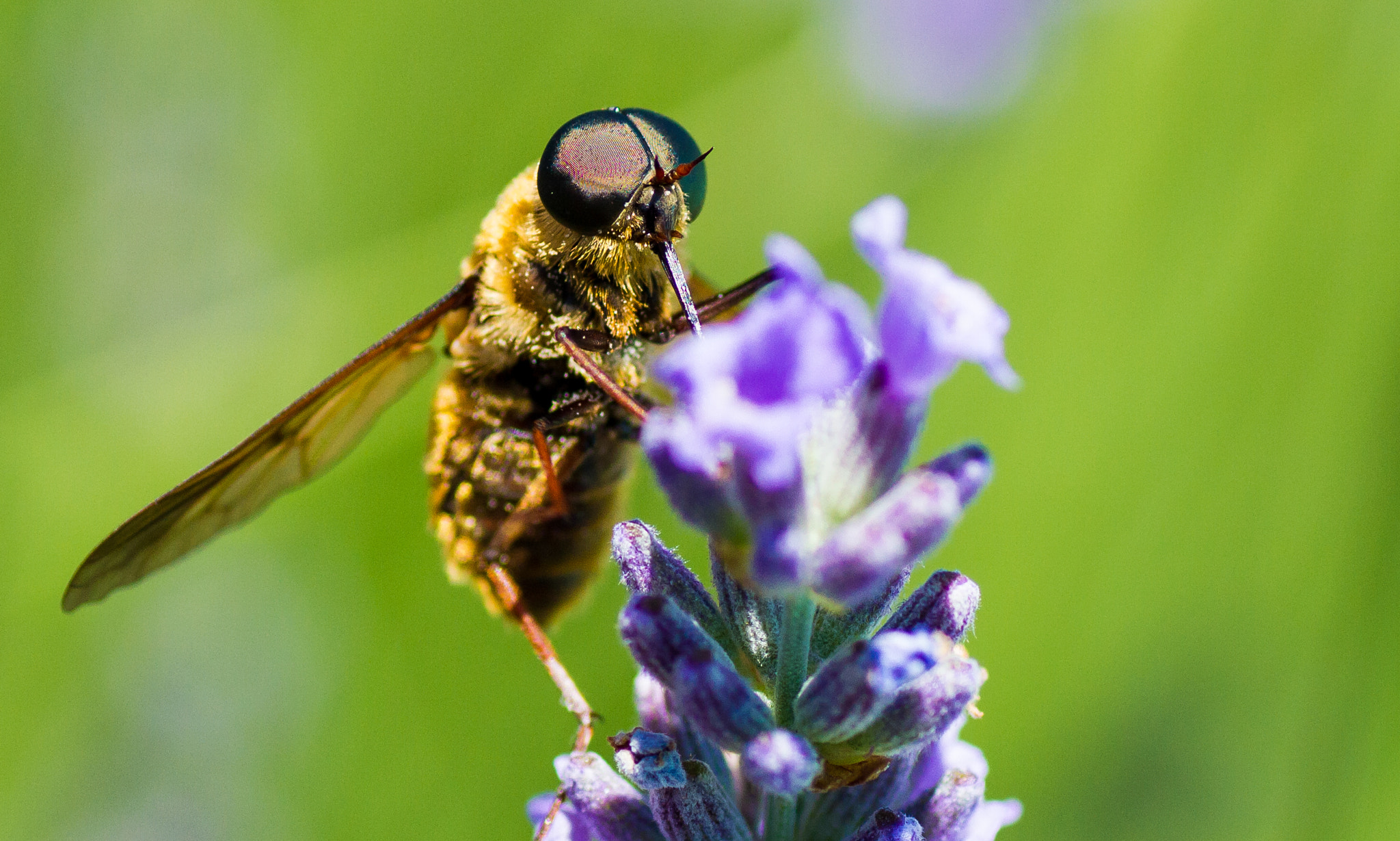 Canon EOS 7D + Tamron SP AF 90mm F2.8 Di Macro sample photo. Frankrijk zomer photography