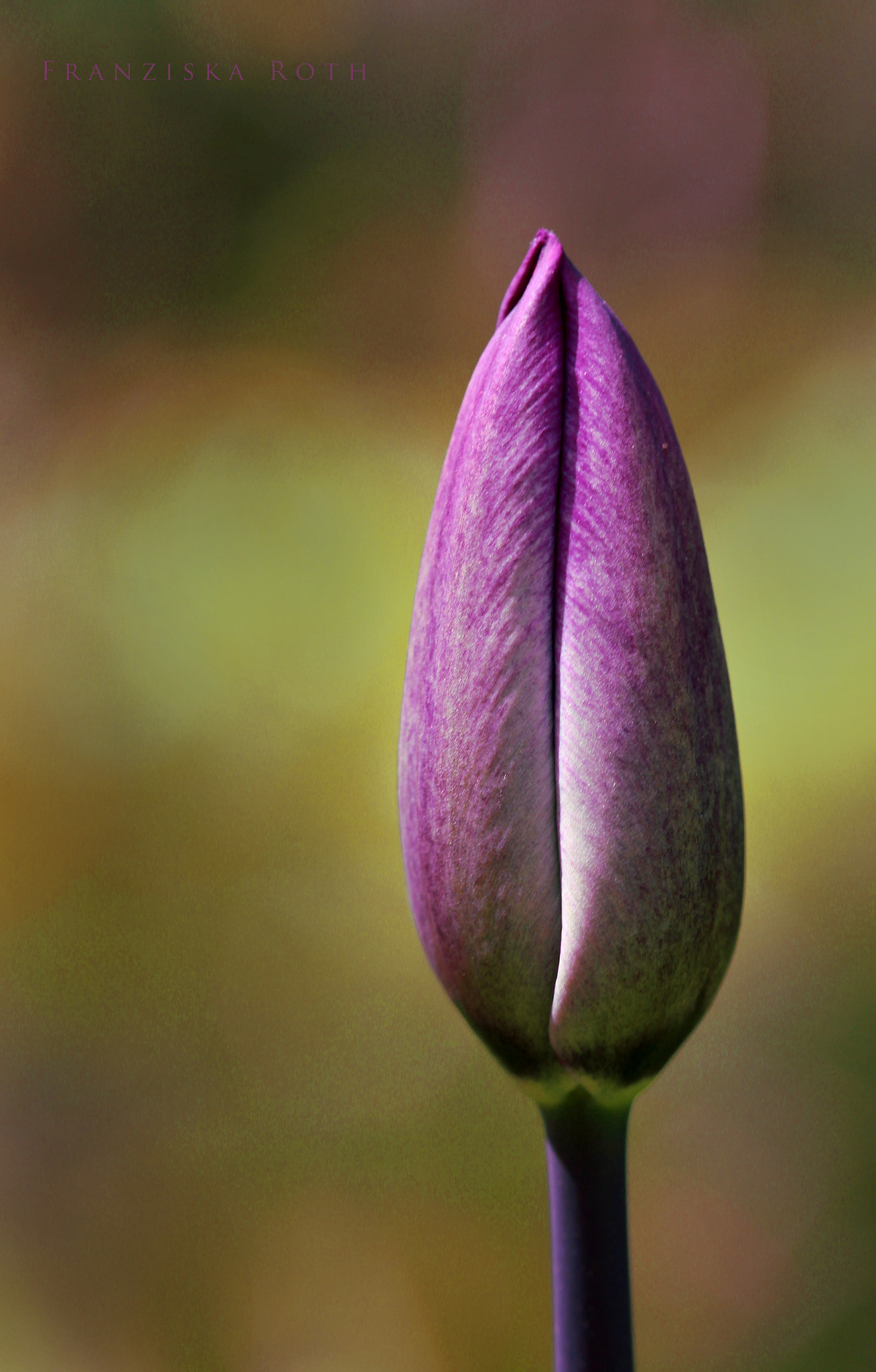 Sigma 105mm F2.8 EX DG OS HSM sample photo. Dreams today photography