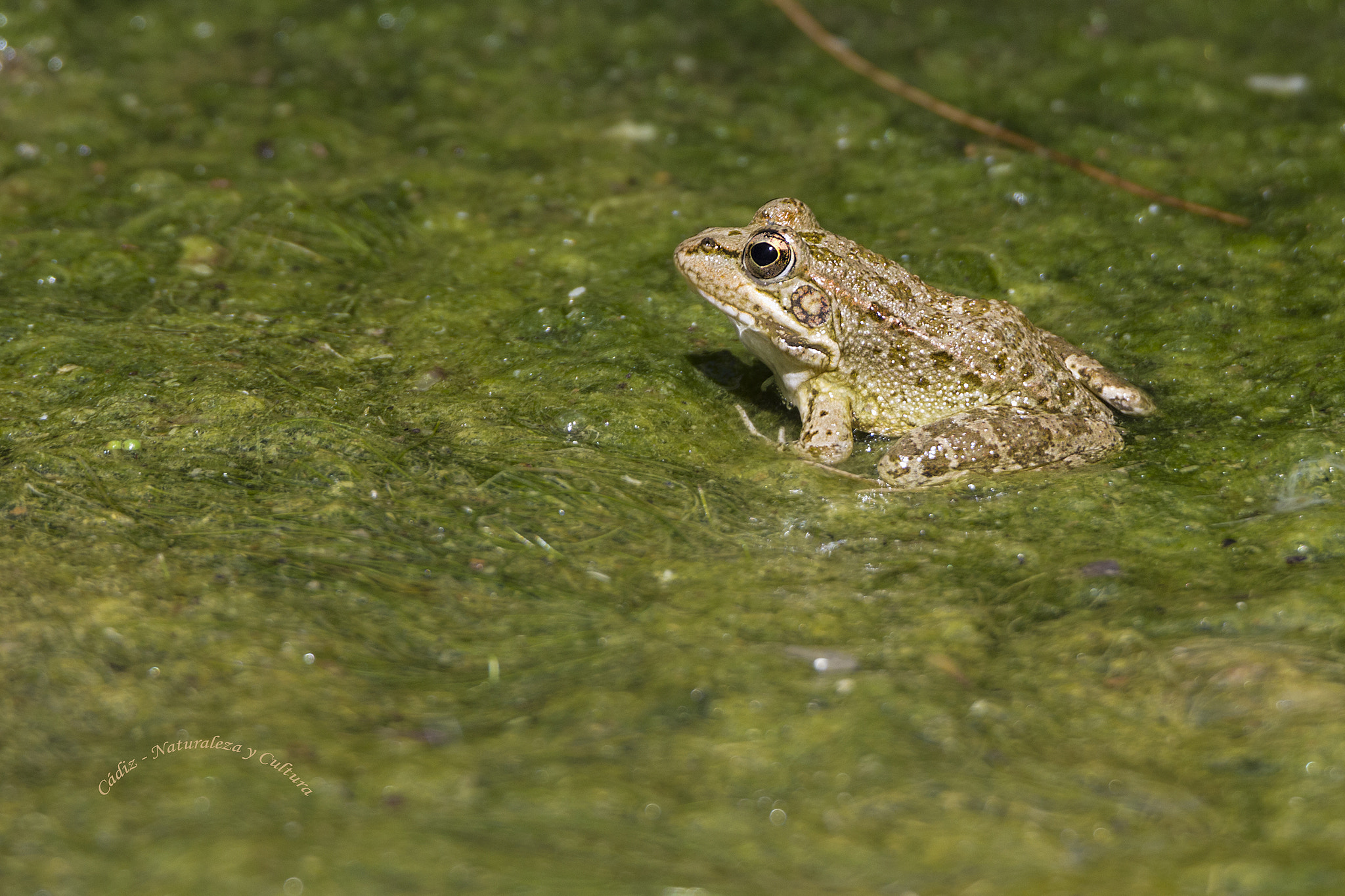 Tamron SP 150-600mm F5-6.3 Di VC USD sample photo. Ojillos ...♪♫ photography