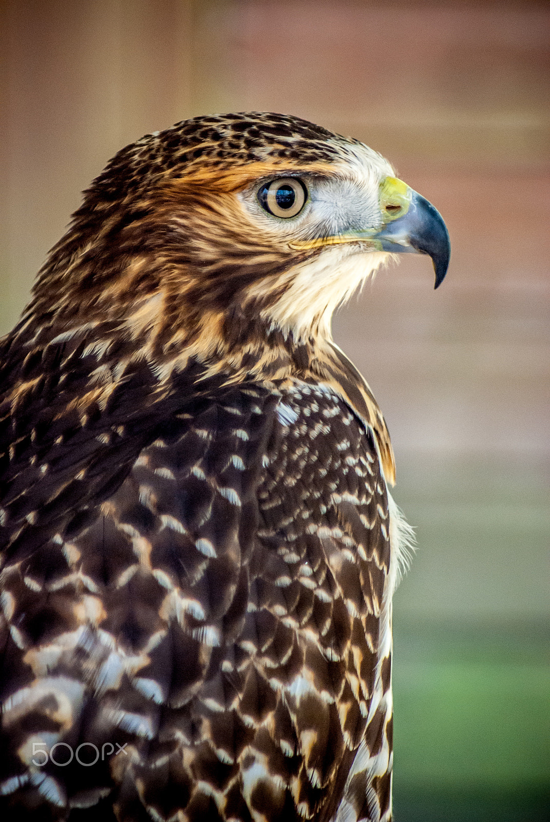 Sony Alpha DSLR-A330 sample photo. Bird of prey photography