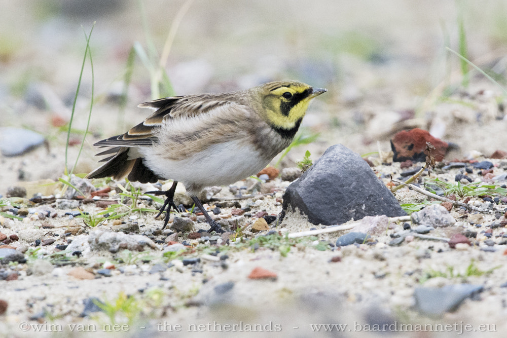 Nikon D7100 + Sigma 500mm F4.5 EX DG HSM sample photo. Strandleeuwerik - horned lark-eremophila alpestris photography