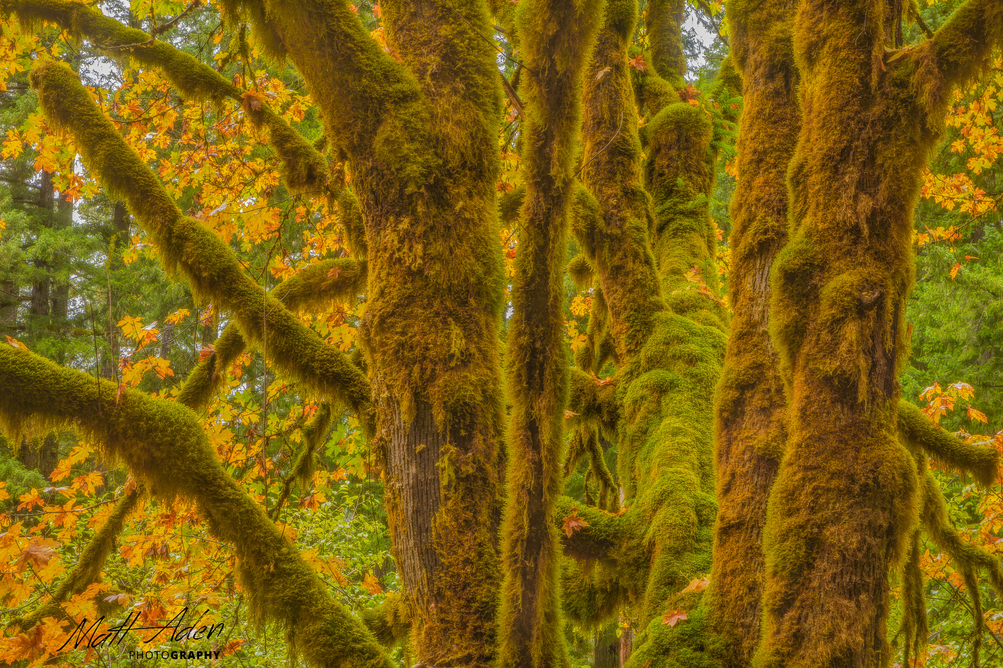 Canon EF 28-105mm f/3.5-4.5 USM sample photo. Mossy maple photography