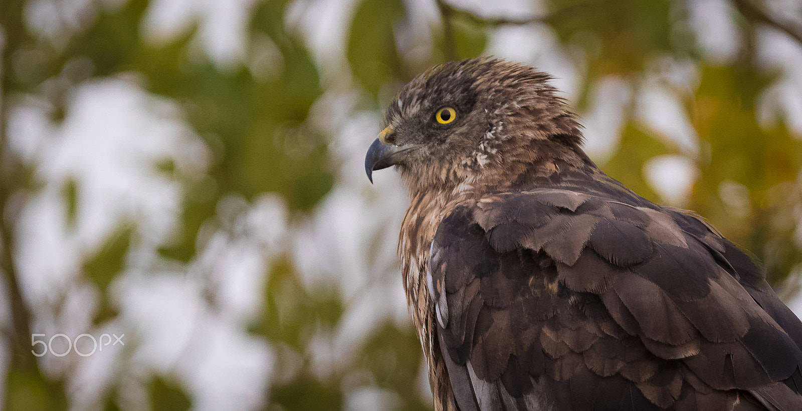 Canon EF 300mm F2.8L IS USM sample photo. Rørhøg i morgenlys photography