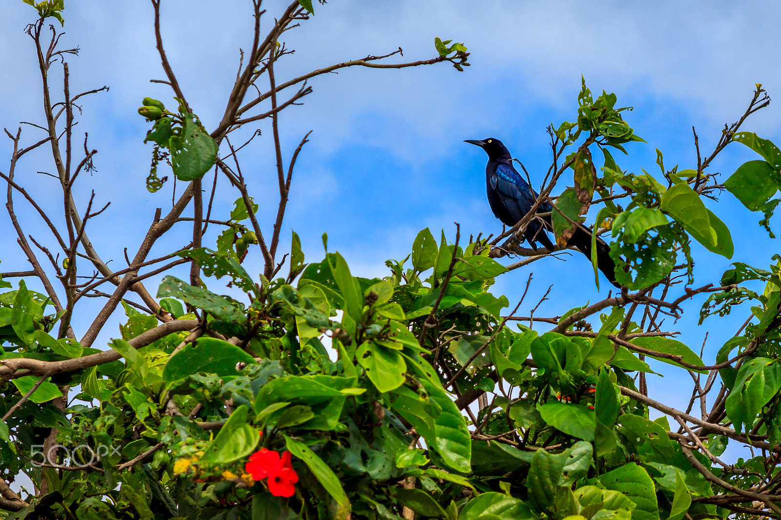 Canon EOS 600D (Rebel EOS T3i / EOS Kiss X5) sample photo. Caribbean bird in tree photography
