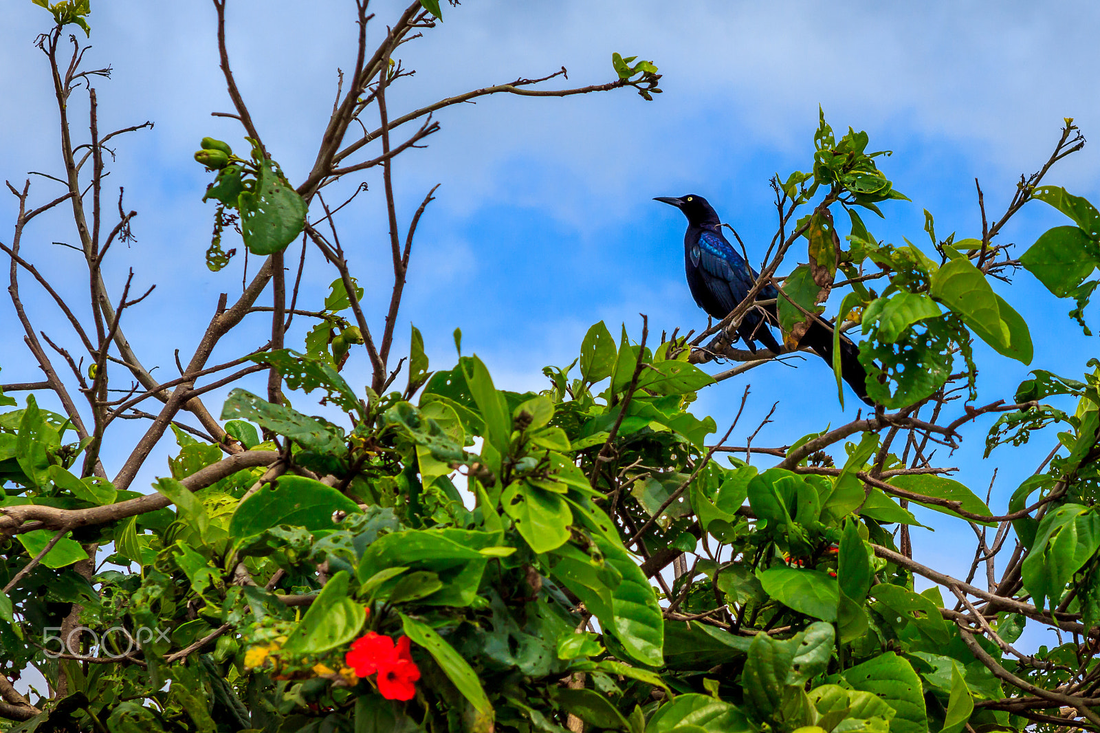 Canon EF 28-105mm f/3.5-4.5 USM sample photo. Caribbean bird in tree photography