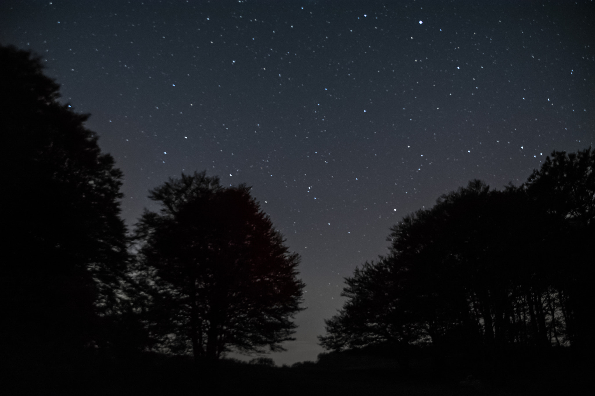 Nikon D5200 + Tamron SP AF 17-50mm F2.8 XR Di II VC LD Aspherical (IF) sample photo. Trees and stars photography