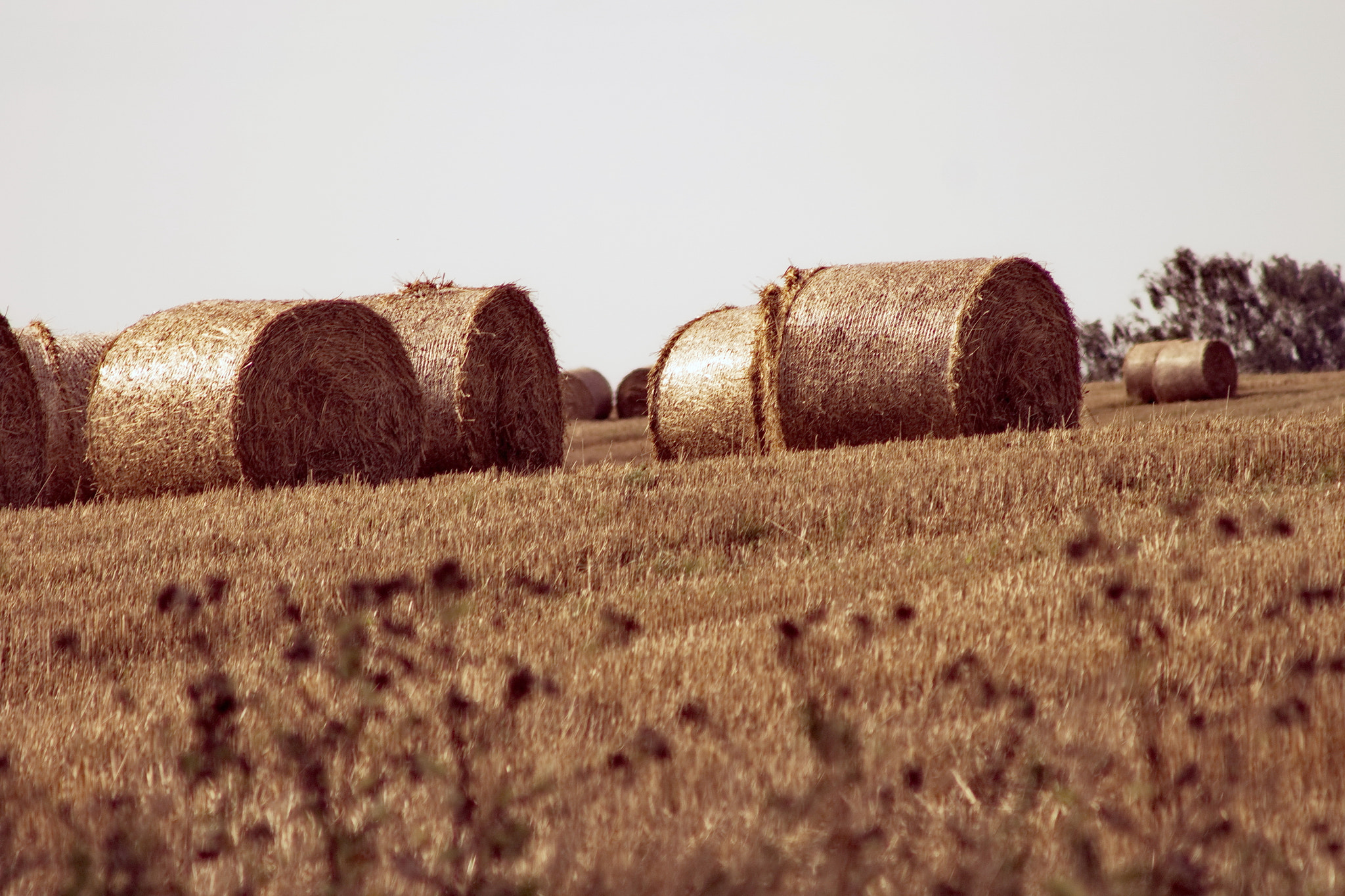 Canon EF 90-300mm F4.5-5.6 sample photo. Fields photography