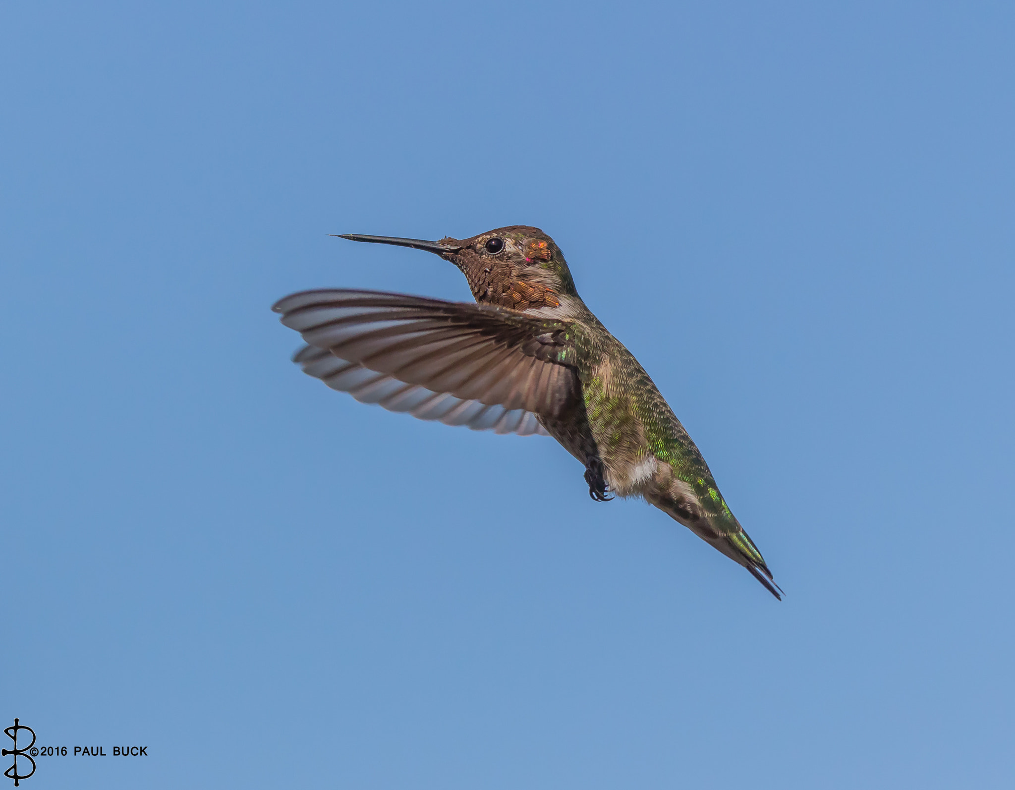 Canon EOS 650D (EOS Rebel T4i / EOS Kiss X6i) + Tamron SP 150-600mm F5-6.3 Di VC USD sample photo. Anna's hummingbird hovering in a blue sky photography