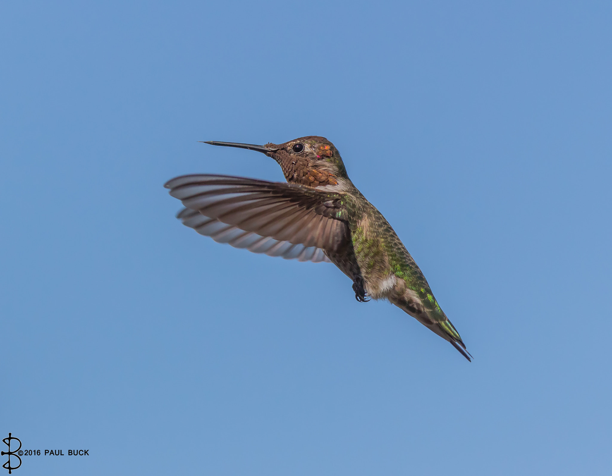 Tamron SP 150-600mm F5-6.3 Di VC USD sample photo. Anna's hummingbird hovering in a blue sky photography