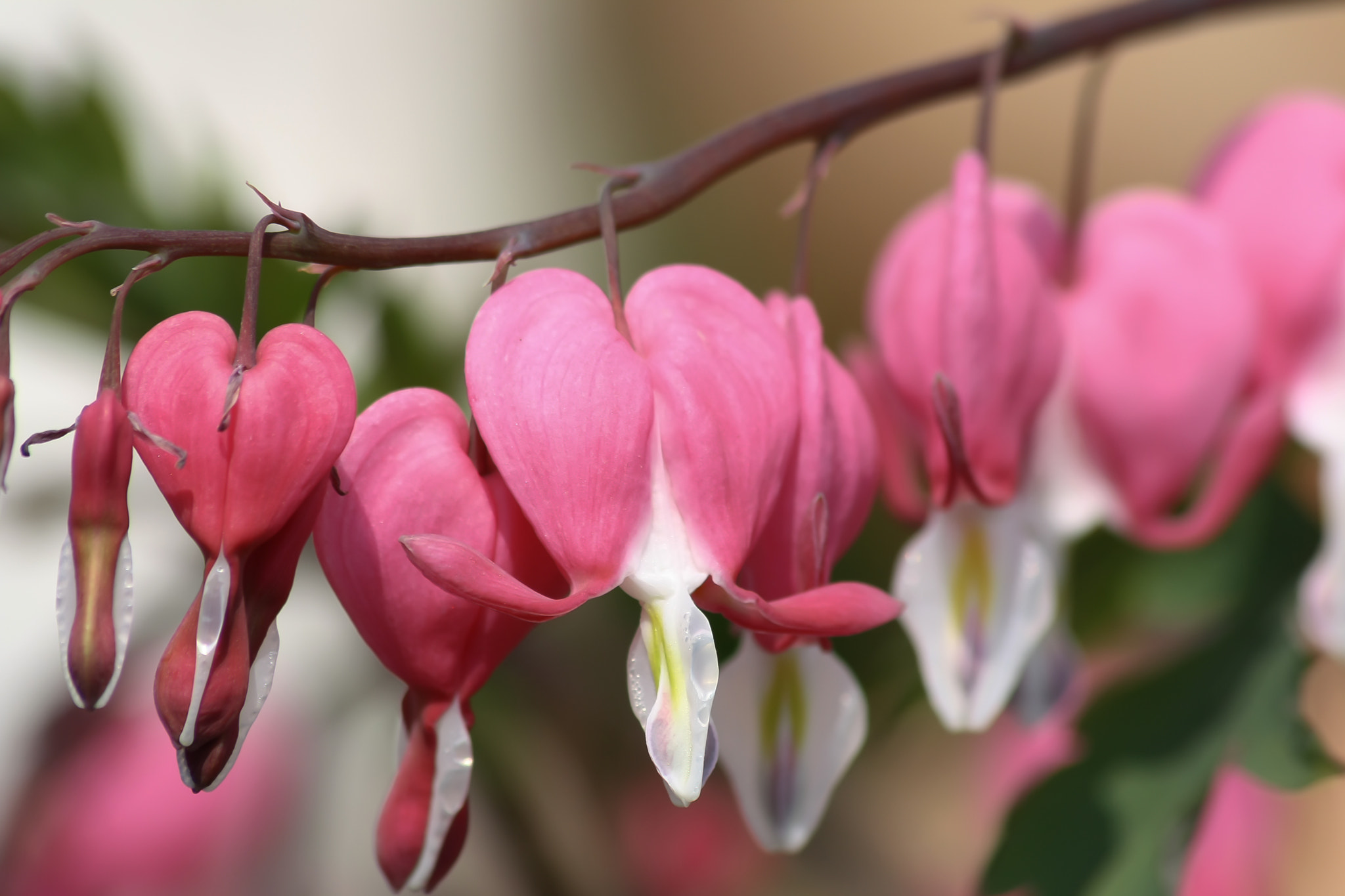 Sigma 70-300mm F4-5.6 APO DG Macro sample photo. Lamprocapnos spectabilis photography