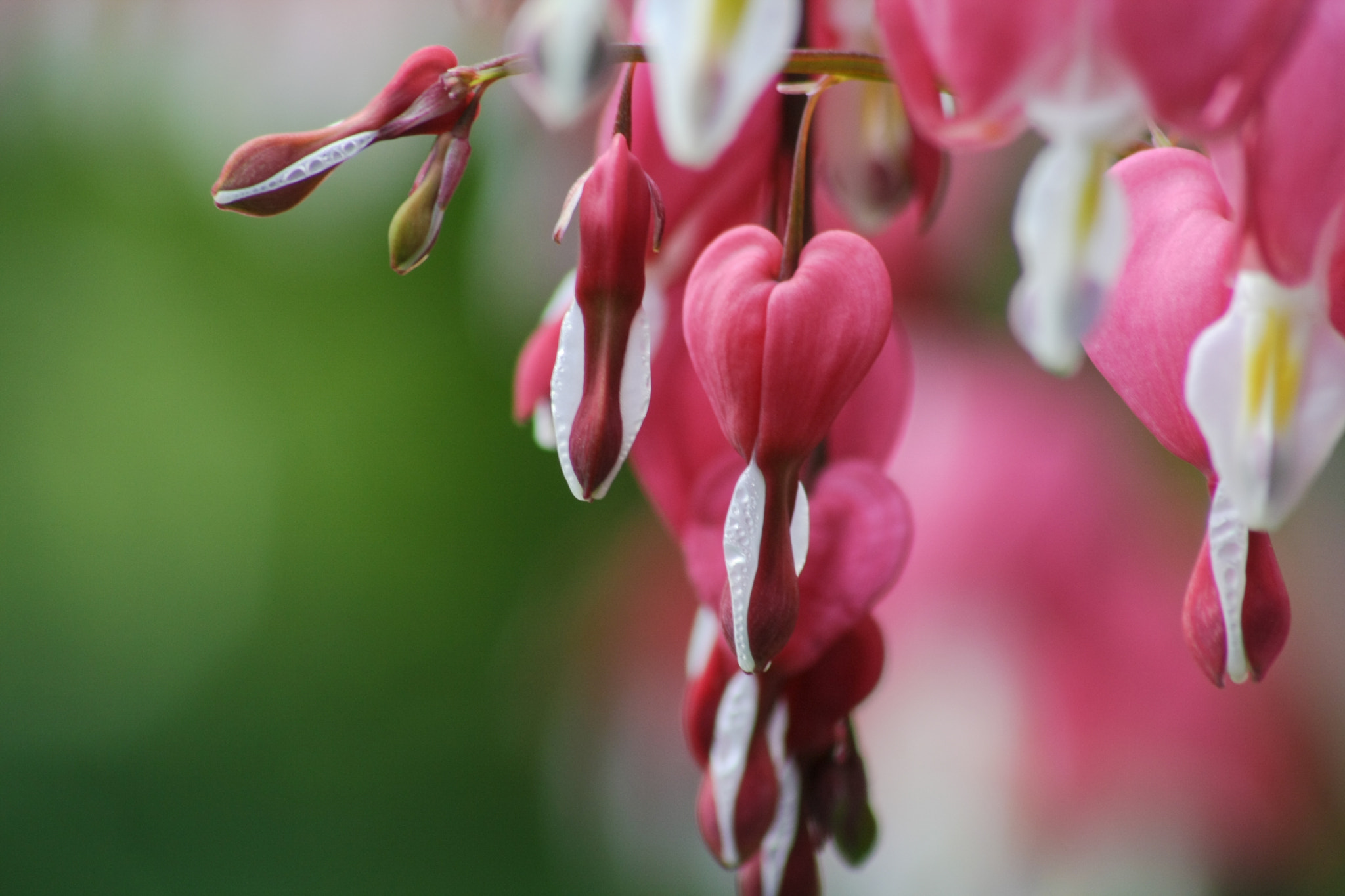 Sigma 70-300mm F4-5.6 APO DG Macro sample photo. Lamprocapnos spectabilis photography