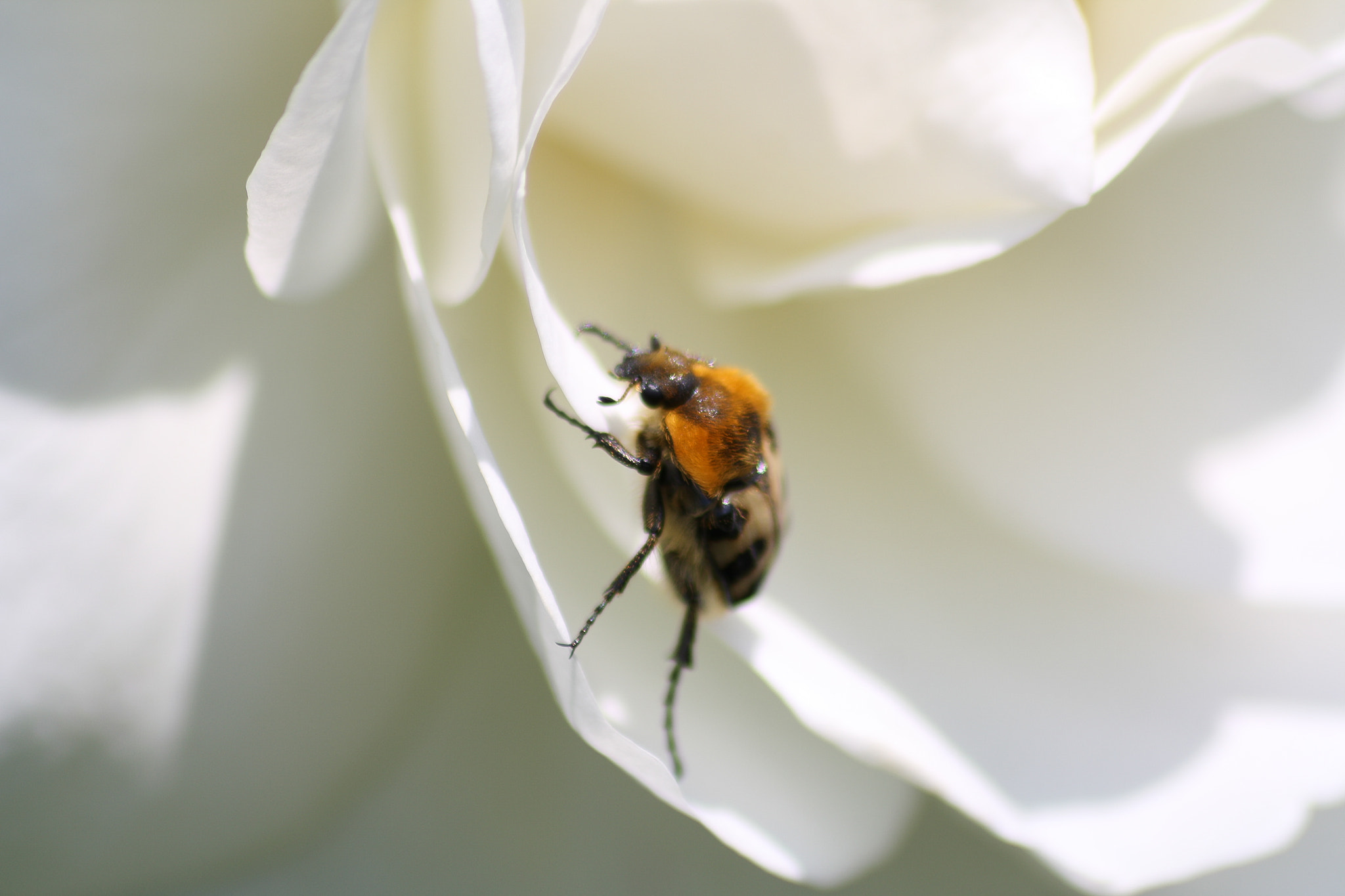 Sigma 70-300mm F4-5.6 APO DG Macro sample photo. Bug photography