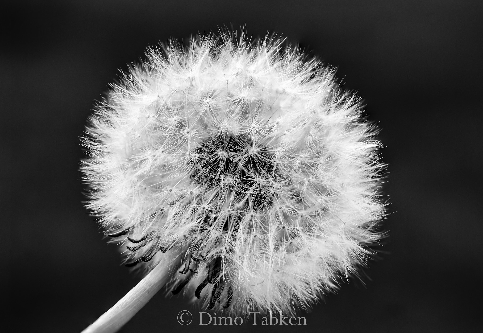 Canon EOS 7D + Sigma 50mm f/2.8 EX sample photo. Pusteblume photography