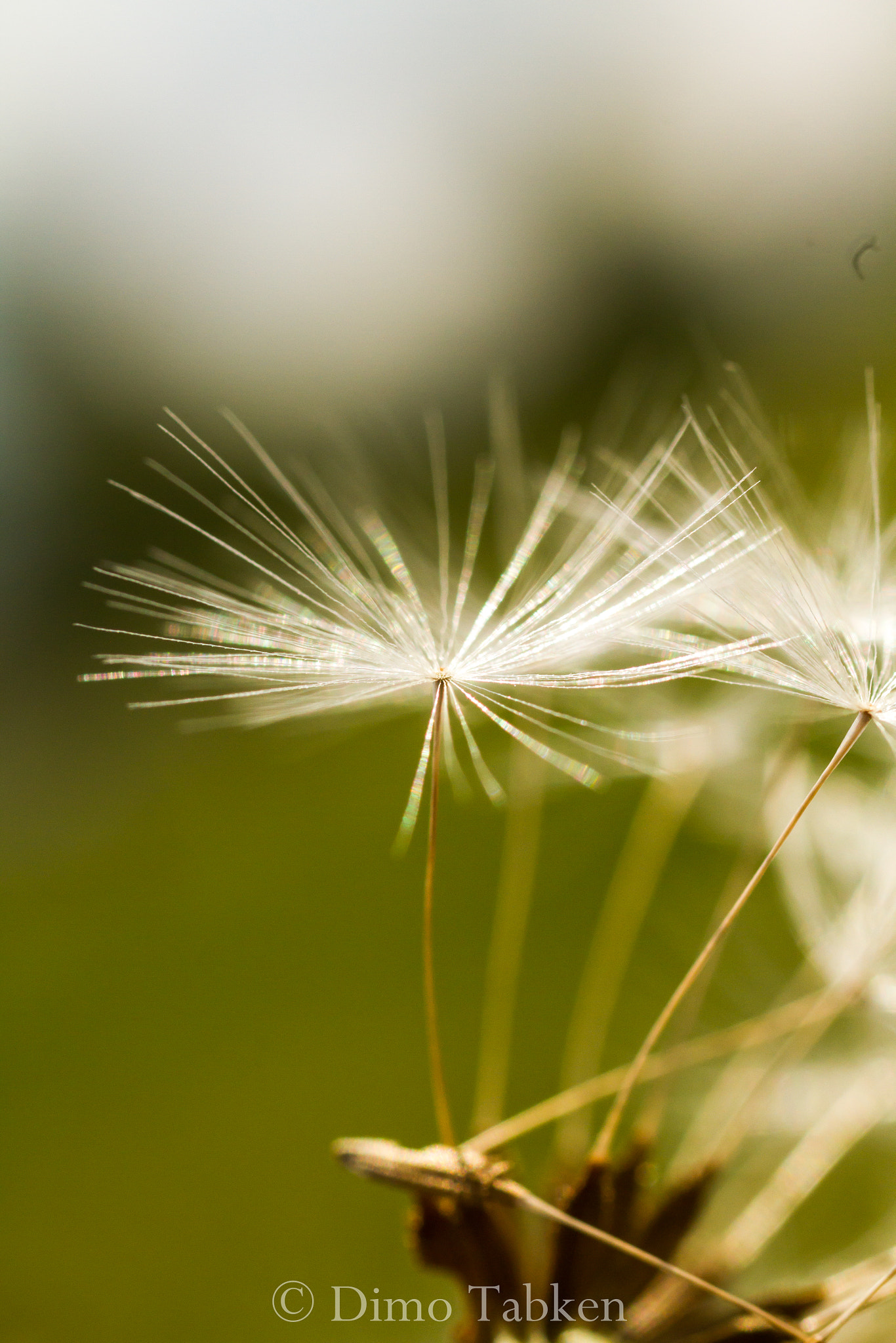 Sigma 50mm f/2.8 EX sample photo. Pusteblume photography