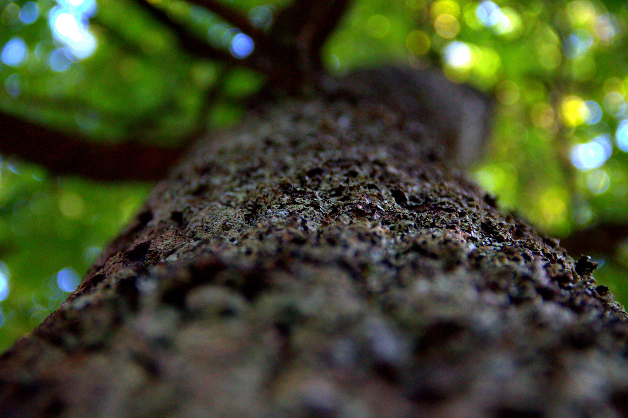 Canon EF-S 18-135mm F3.5-5.6 IS sample photo. Macro wood photography