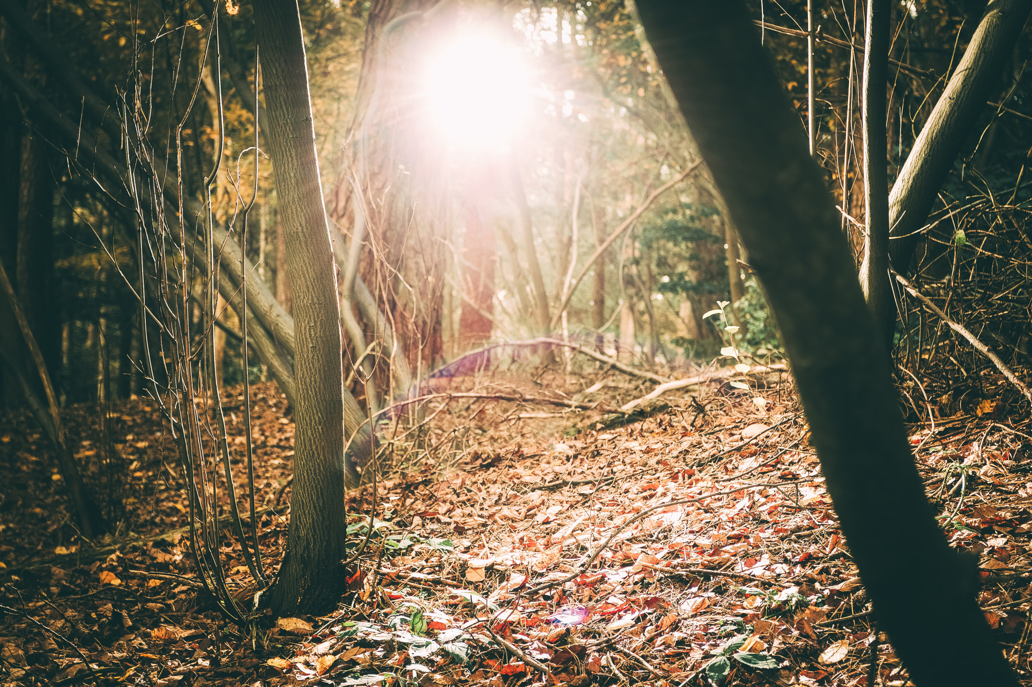 Canon EOS 750D (EOS Rebel T6i / EOS Kiss X8i) + Canon EF 17-40mm F4L USM sample photo. Autumn feeling photography