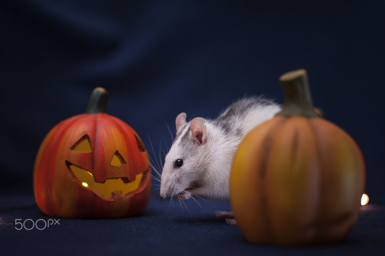 Nikon D3 + Sigma 50mm F1.4 EX DG HSM sample photo. Halloween photography