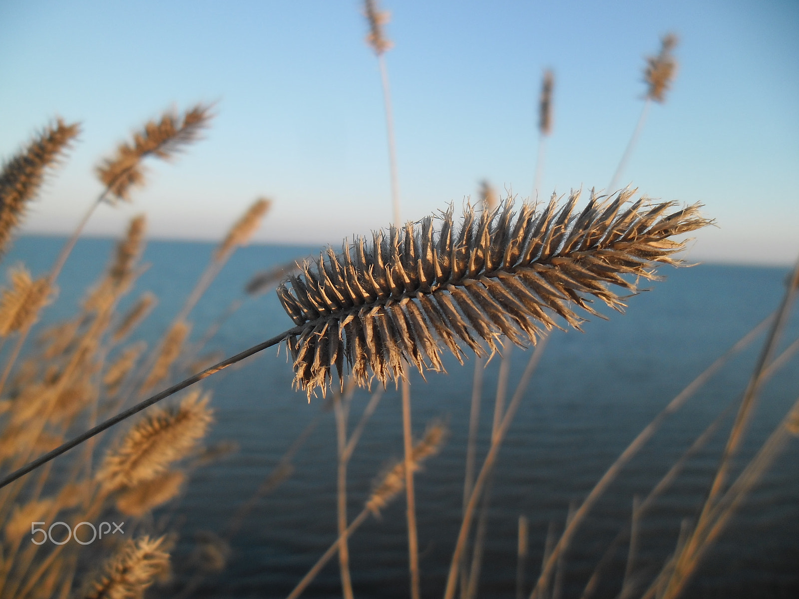 Samsung ES90/ ES91 sample photo. "grass"... photography