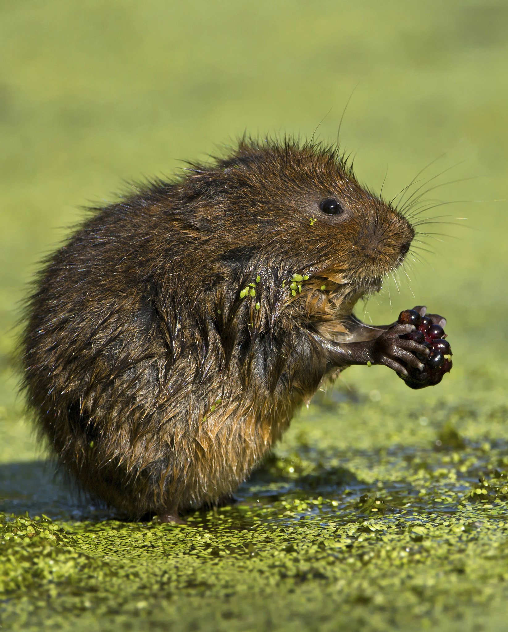 Canon EF 500mm F4L IS USM sample photo. Water vole photography