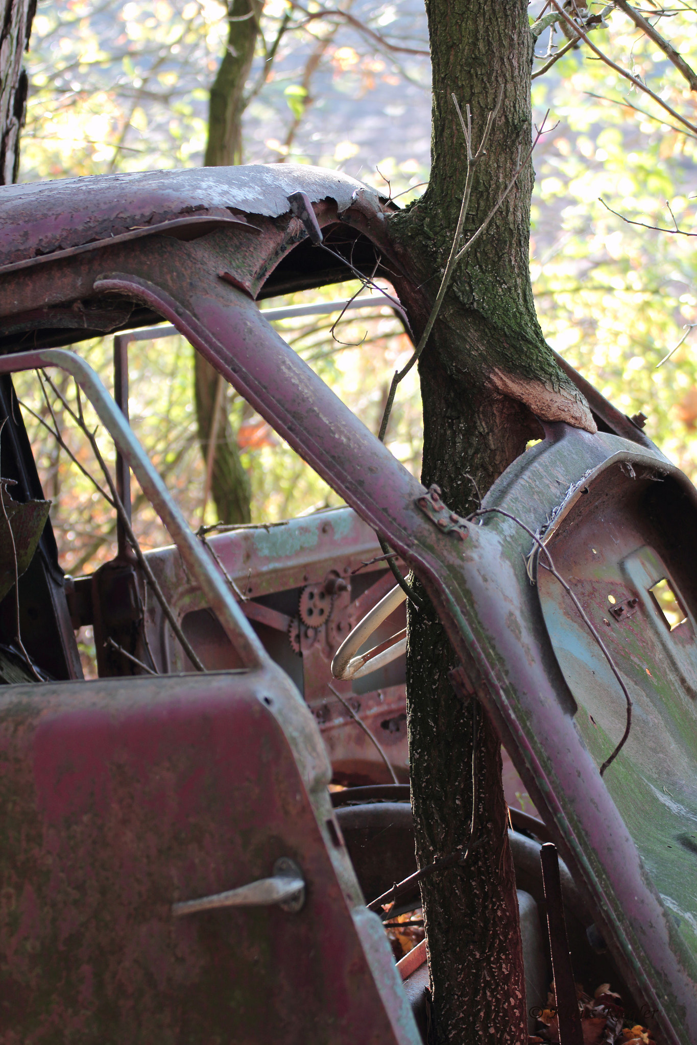 Canon EOS 650D (EOS Rebel T4i / EOS Kiss X6i) sample photo. Forest and waste photography