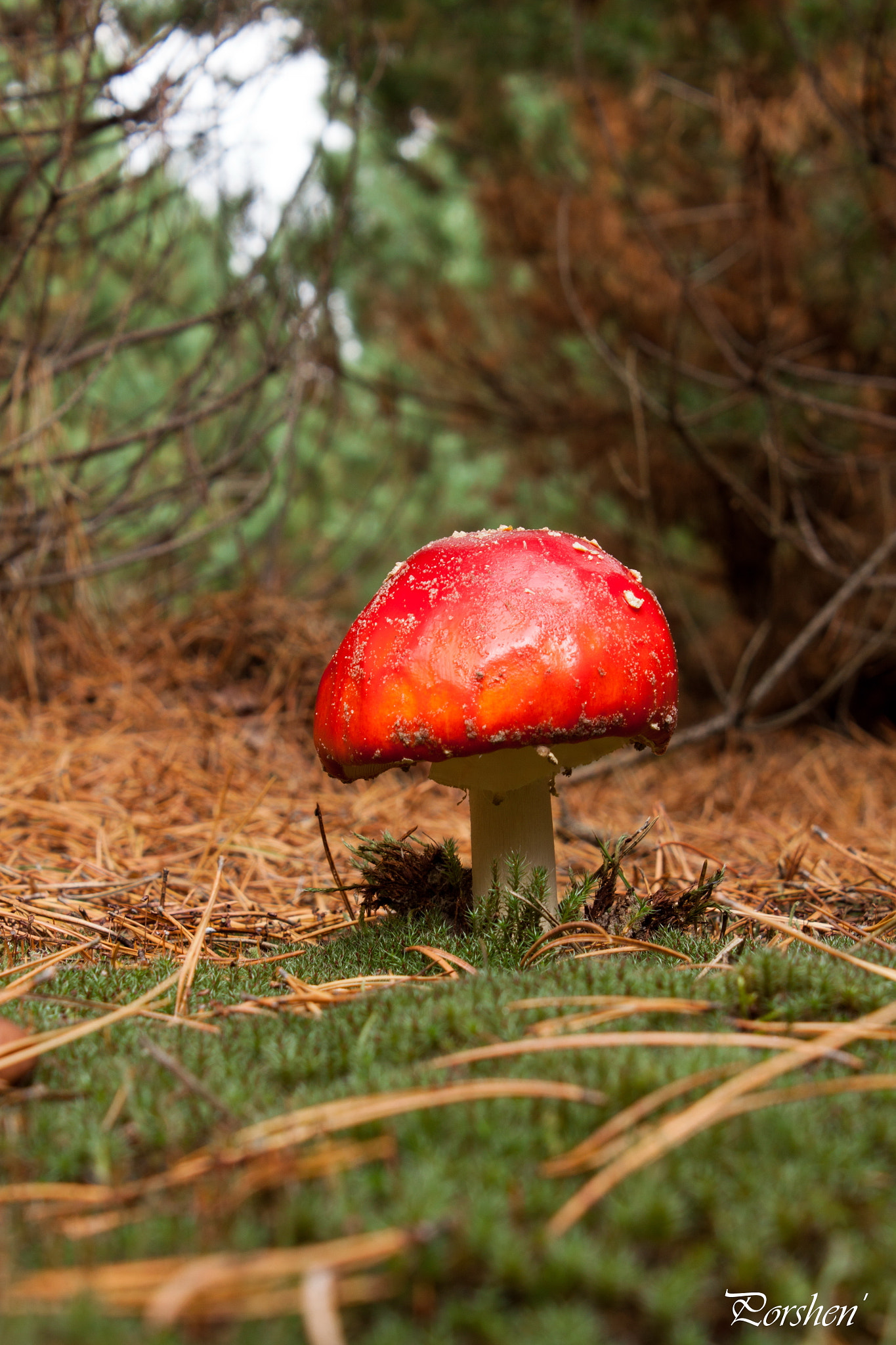 Canon EOS 500D (EOS Rebel T1i / EOS Kiss X3) sample photo. Fly-agaric photography