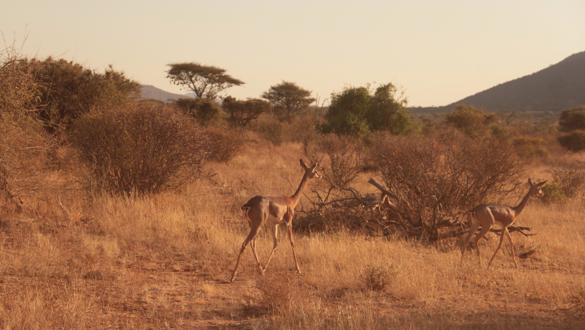 Canon EOS 60D + Canon EF-S 18-135mm F3.5-5.6 IS sample photo. Wild. photography