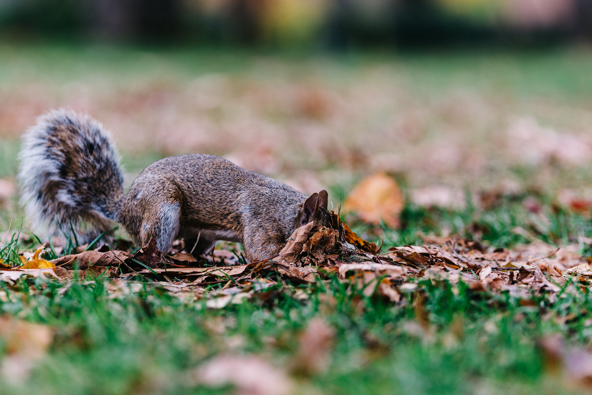 Tamron SP 70-200mm F2.8 Di VC USD sample photo. Digging for nuts photography