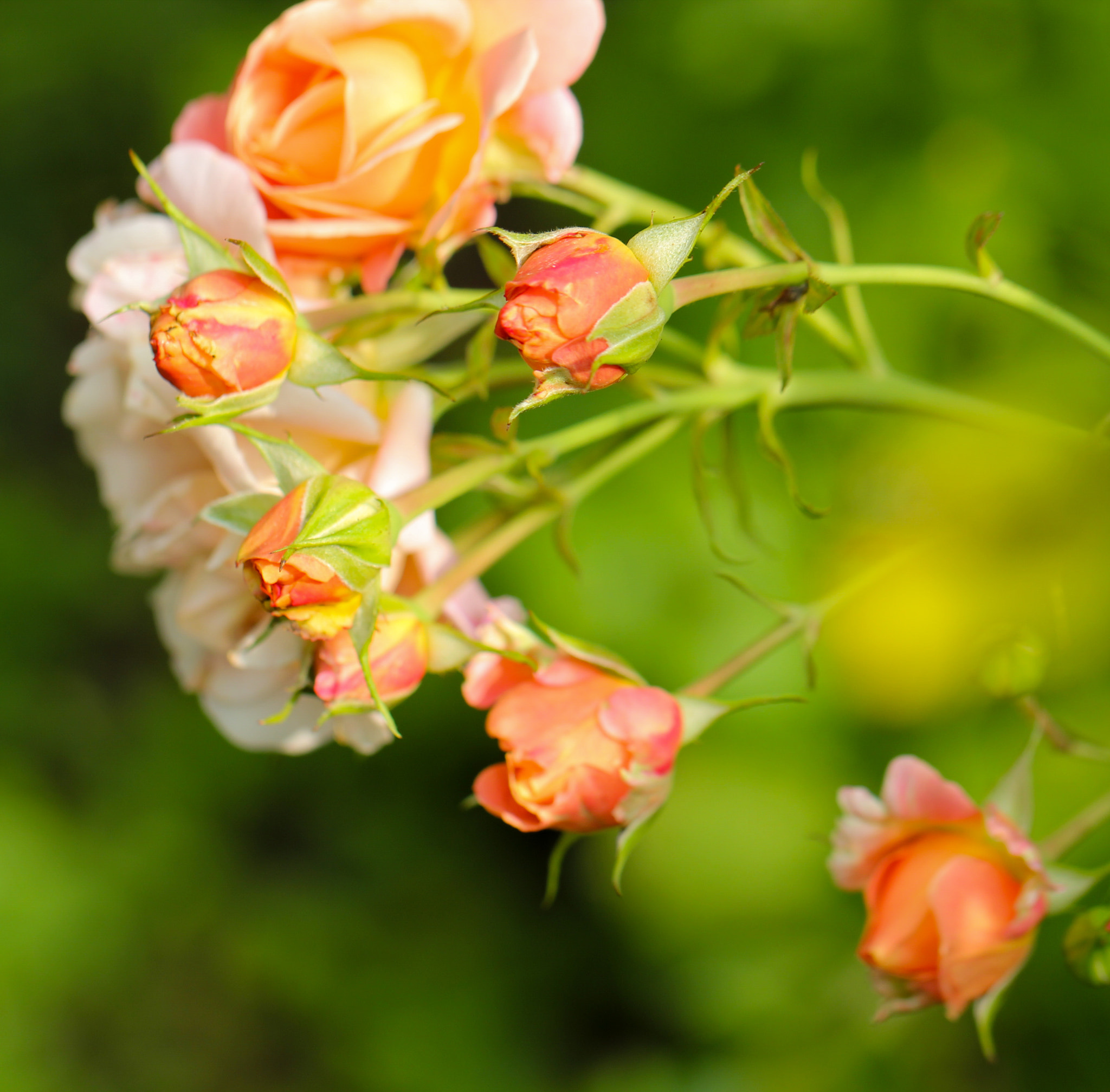 Canon EF 100mm F2.8L Macro IS USM sample photo. Beautiful feelings  photography