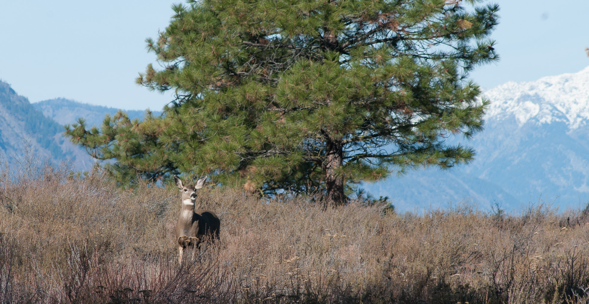 Nikon D300 + AF Nikkor 70-210mm f/4-5.6D sample photo. Deer photography