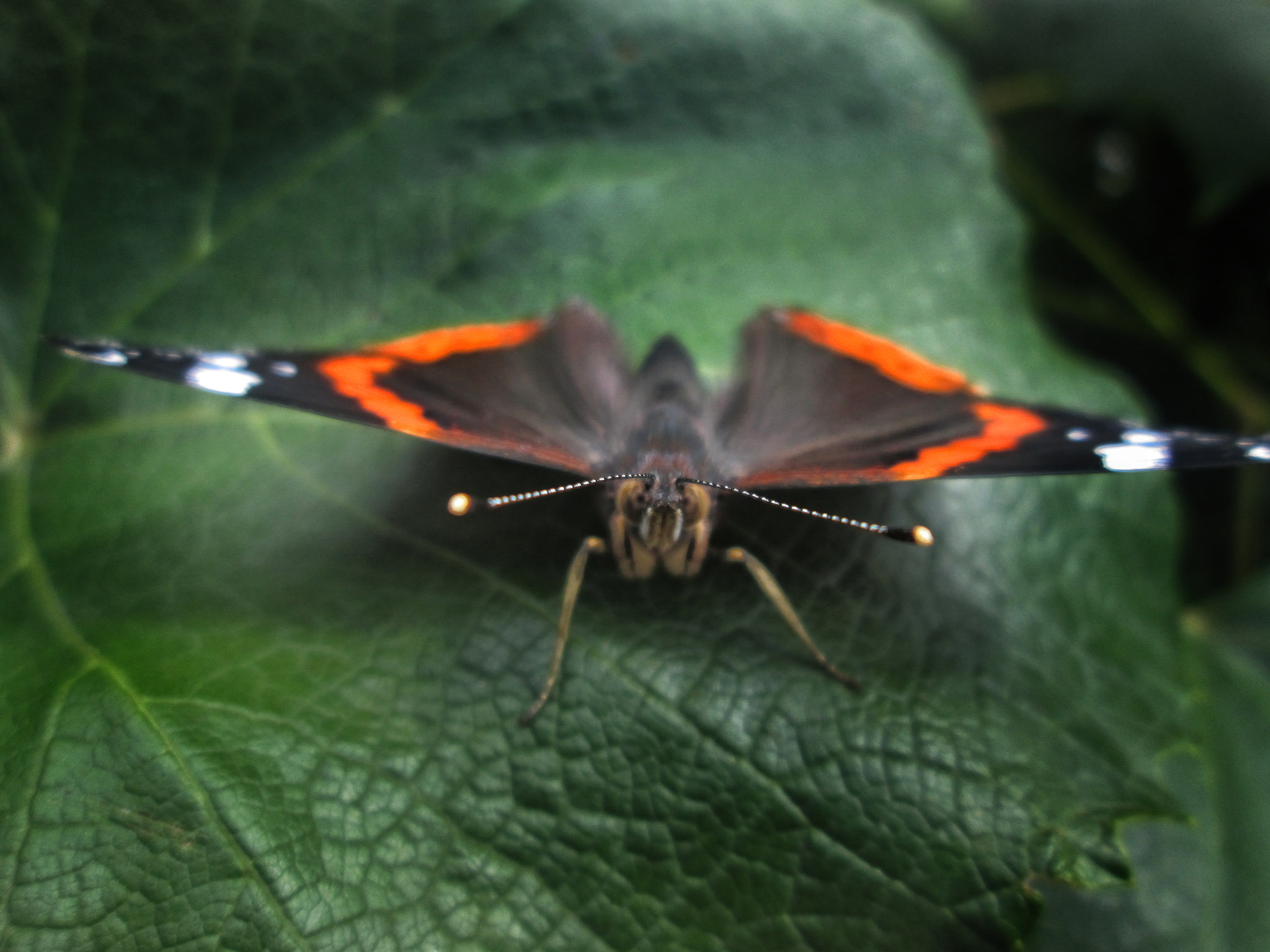 Canon POWERSHOT A2600 sample photo. Butterfly photography