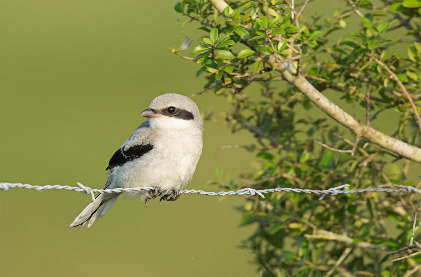 Canon EF 500mm F4L IS II USM sample photo. Loggerhead shrike photography