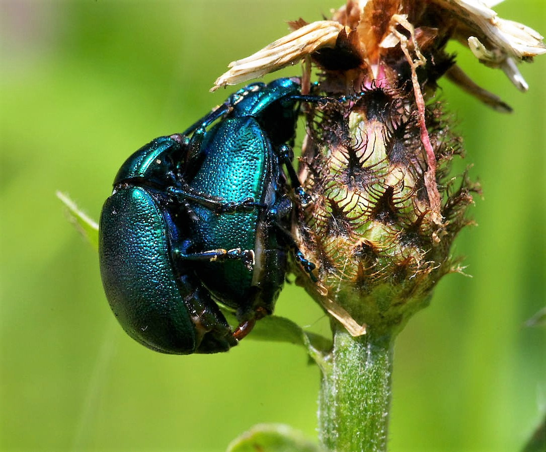 Pentax K-50 + Pentax smc D-FA 100mm F2.8 Macro WR sample photo. Accoppiata vincente () photography