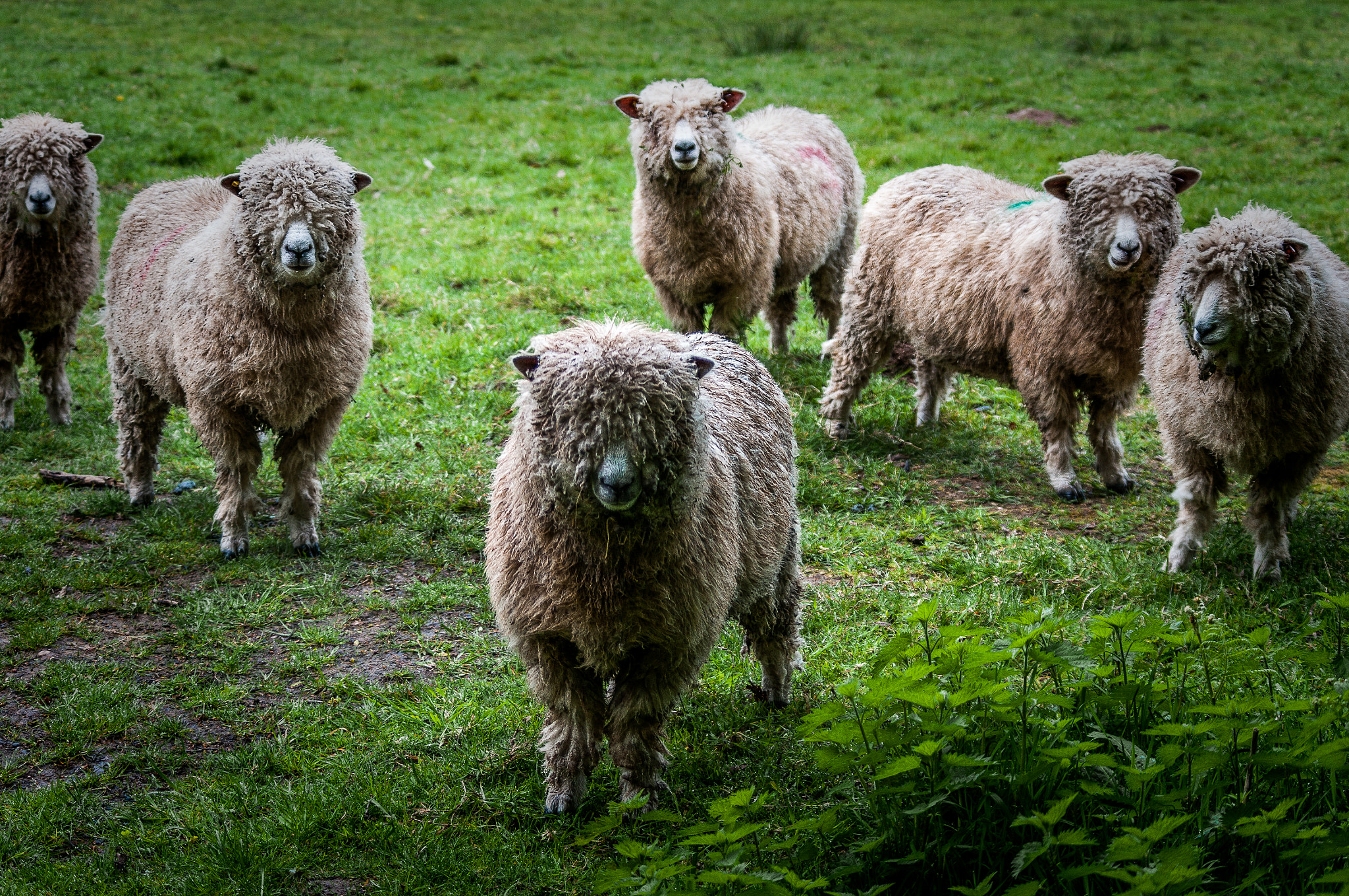 Pentax smc DA 55-300mm F4.0-5.8 ED sample photo. Cotswold sheep photography