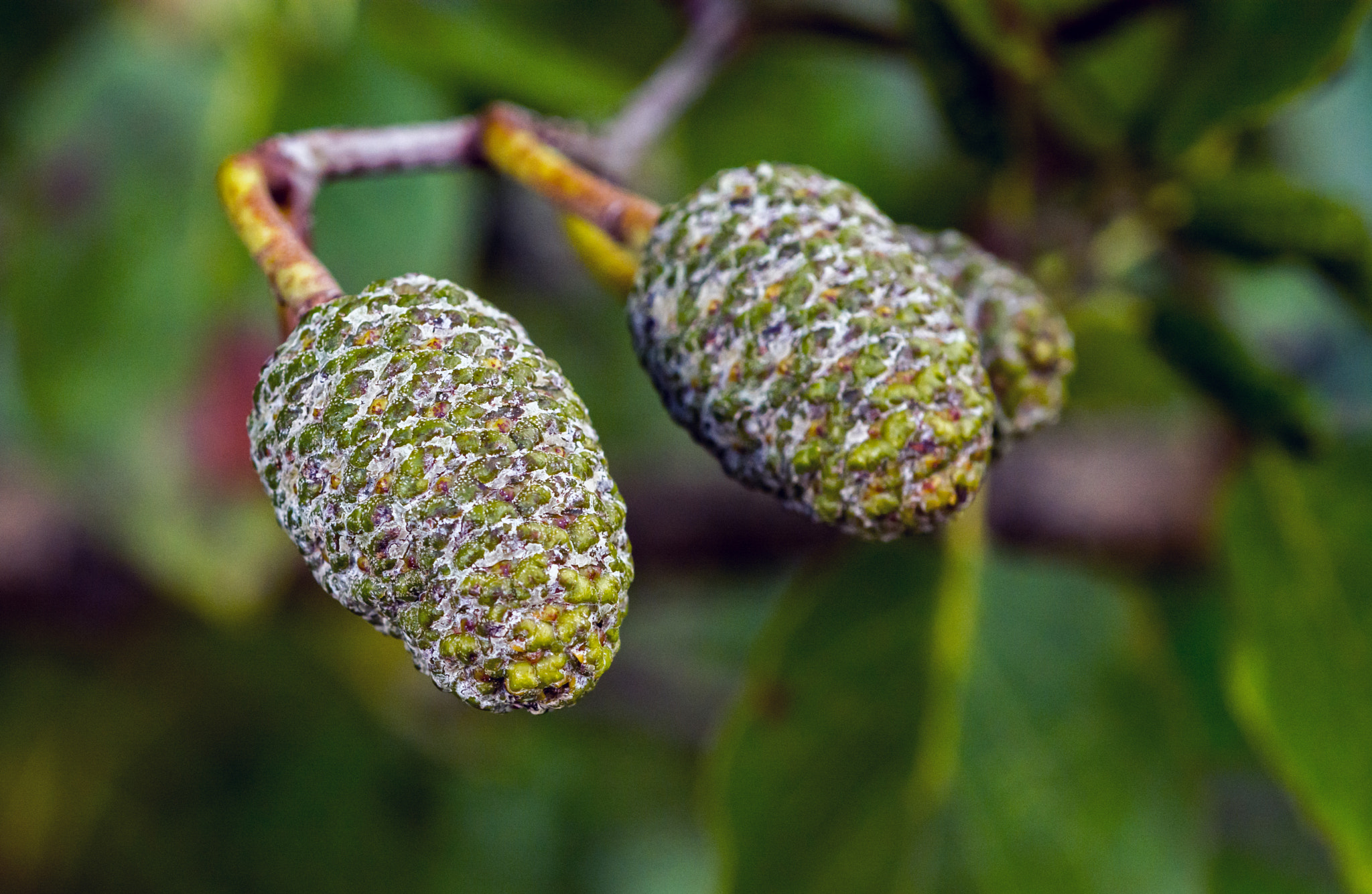 Nikon D7100 + AF Micro-Nikkor 60mm f/2.8 sample photo. Alnus shekere? photography