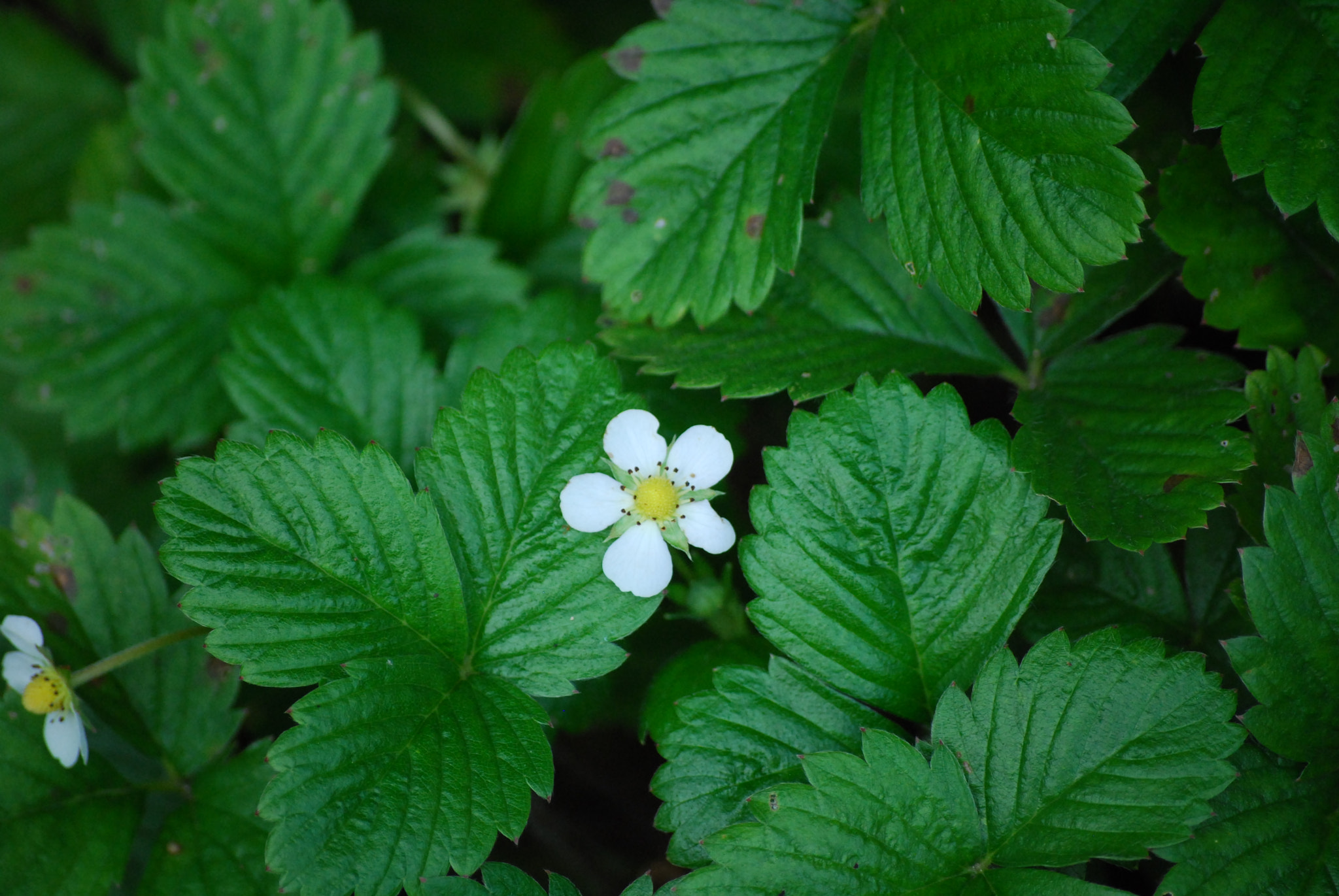 Nikon D40X sample photo