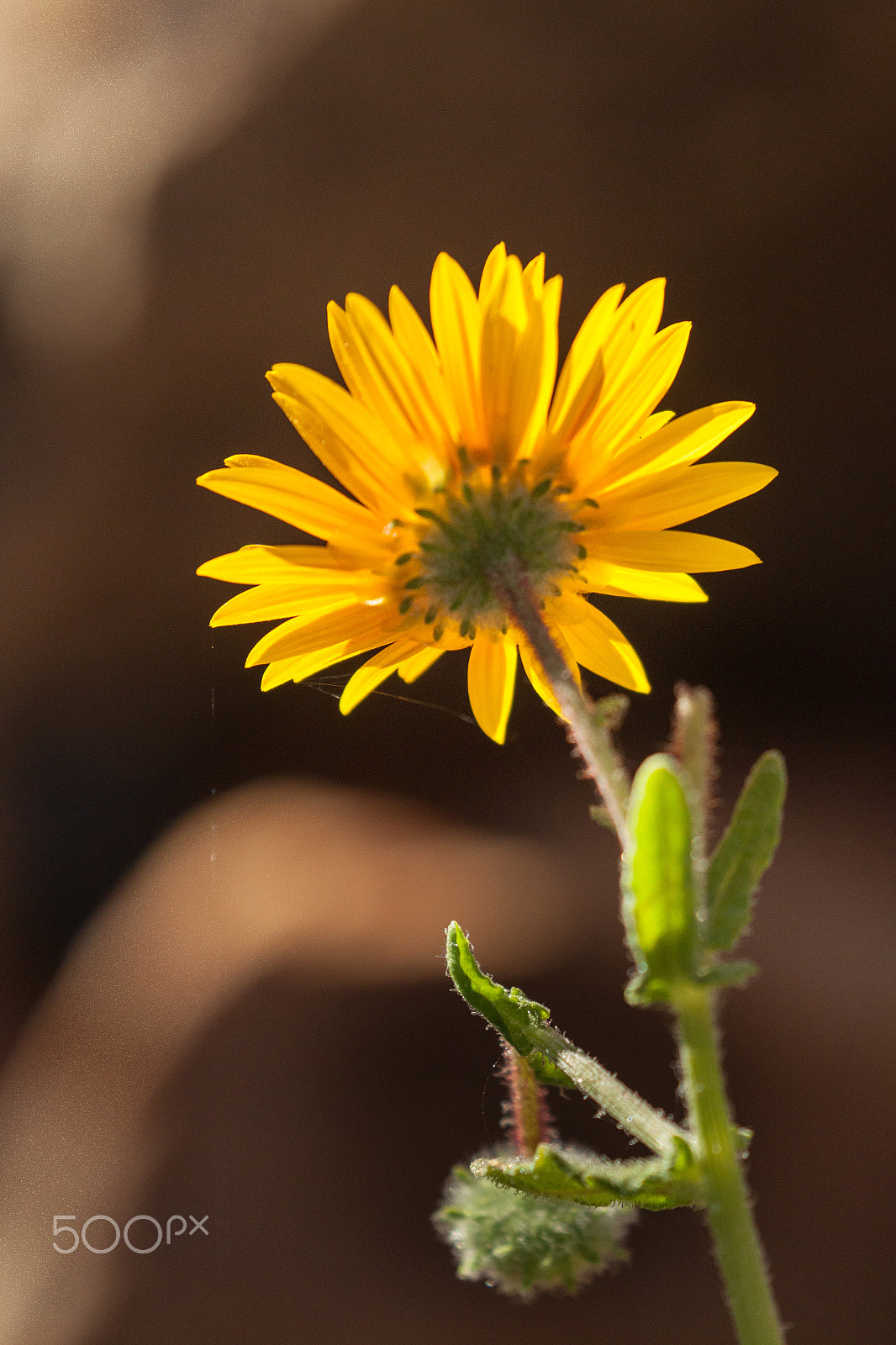 Canon EOS 500D (EOS Rebel T1i / EOS Kiss X3) sample photo. Backlit yellow vygie photography