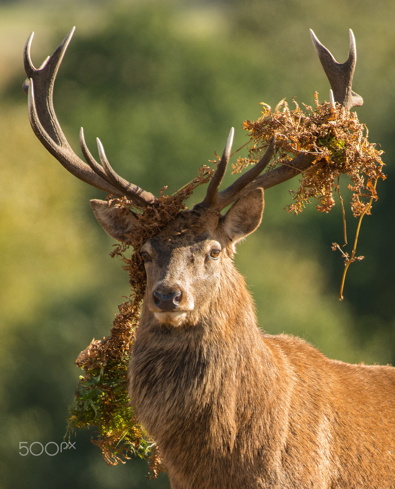 Nikon D800E sample photo. Red deer stag photography