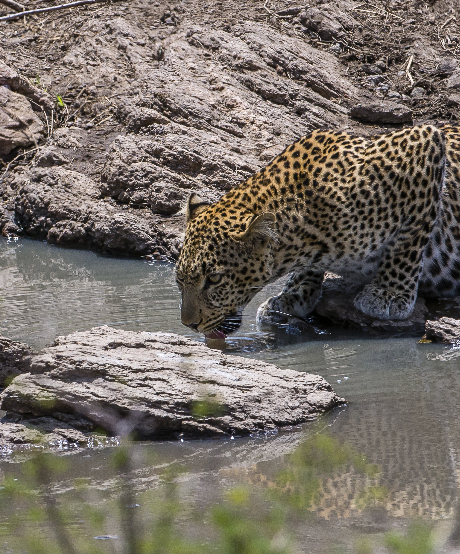 Nikon AF-S Nikkor 200-400mm F4G ED-IF VR sample photo. Quenching thirst! photography