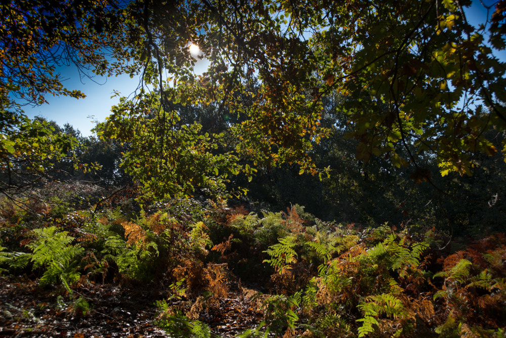 Nikon D600 sample photo. Colors in autunm photography