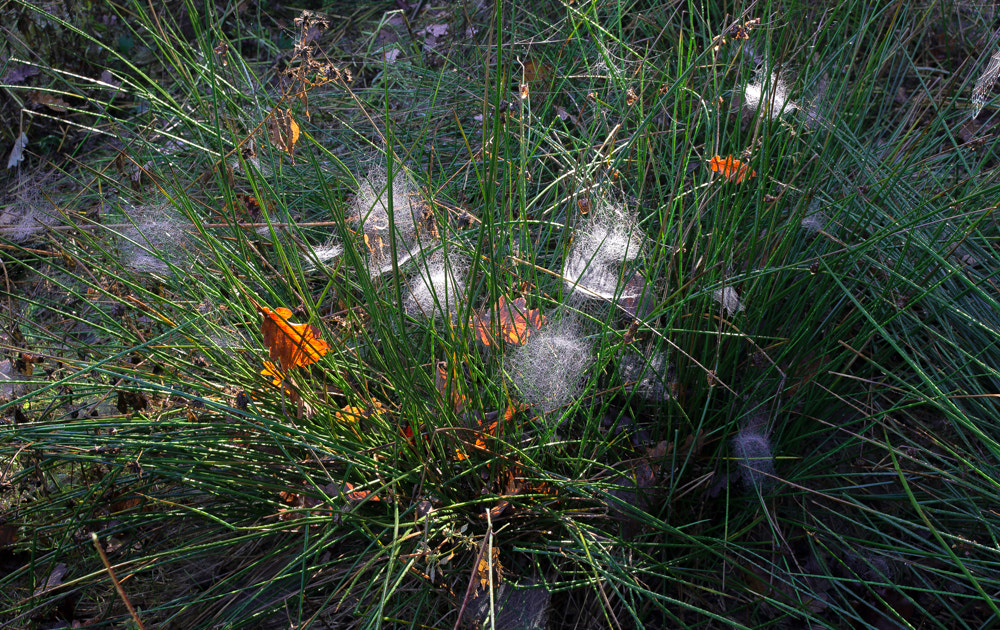 Nikon D600 sample photo. Colors in autunm photography