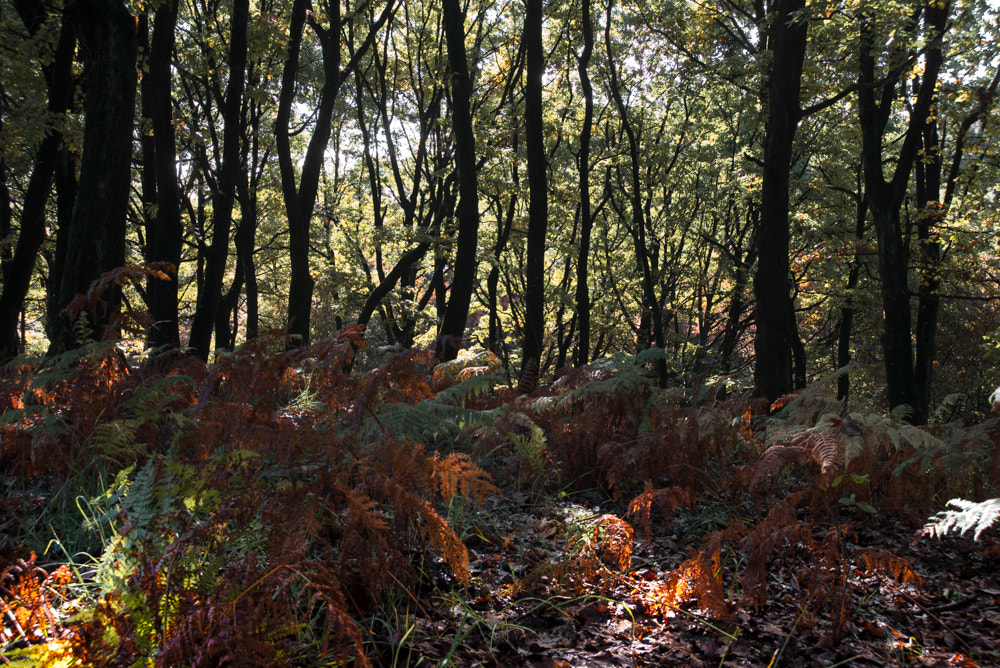 Nikon D600 sample photo. Colors in autunm photography